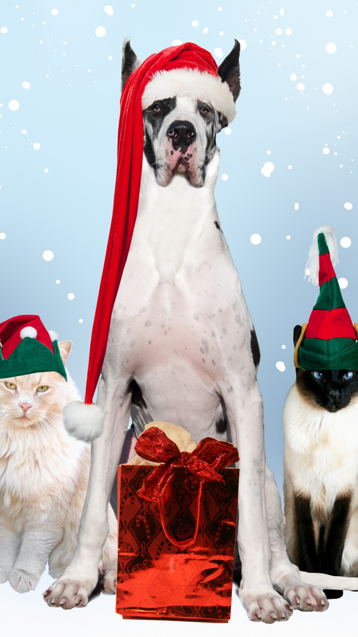 Обои кот, собака породы, Рождество, стрижка собак, Рождественские украшения в разрешении 1440x2560
