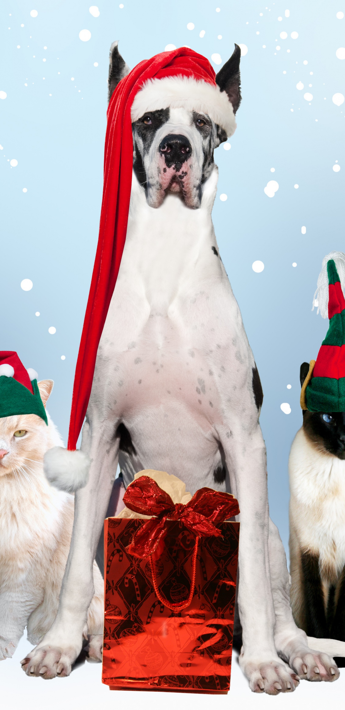 Обои кот, собака породы, Рождество, стрижка собак, Рождественские украшения в разрешении 1440x2960