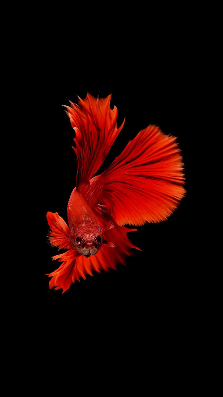 Обои рыба, красный цвет, Апельсин, лепесток, растение в разрешении 720x1280