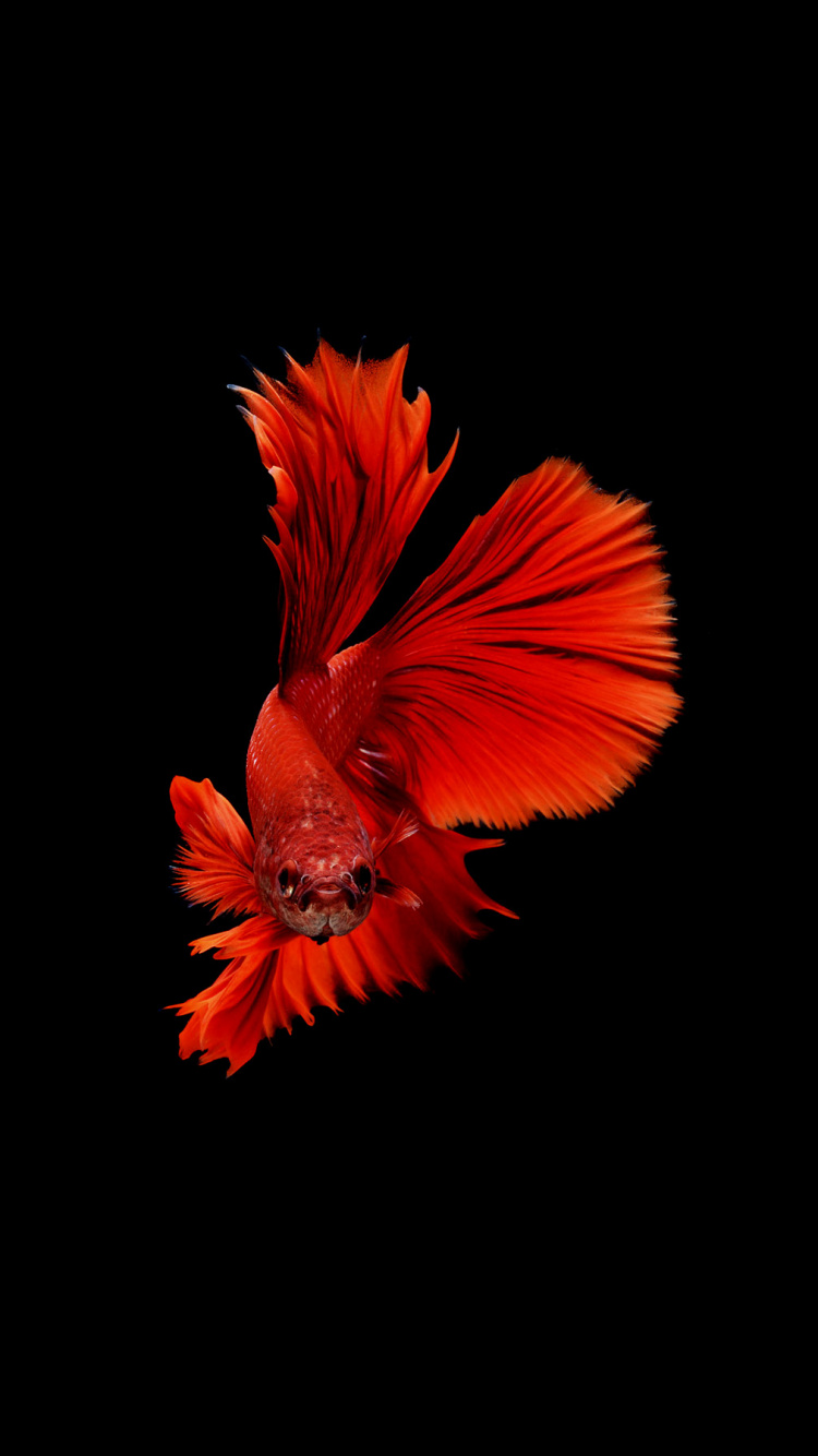 Обои рыба, красный цвет, Апельсин, лепесток, растение в разрешении 750x1334