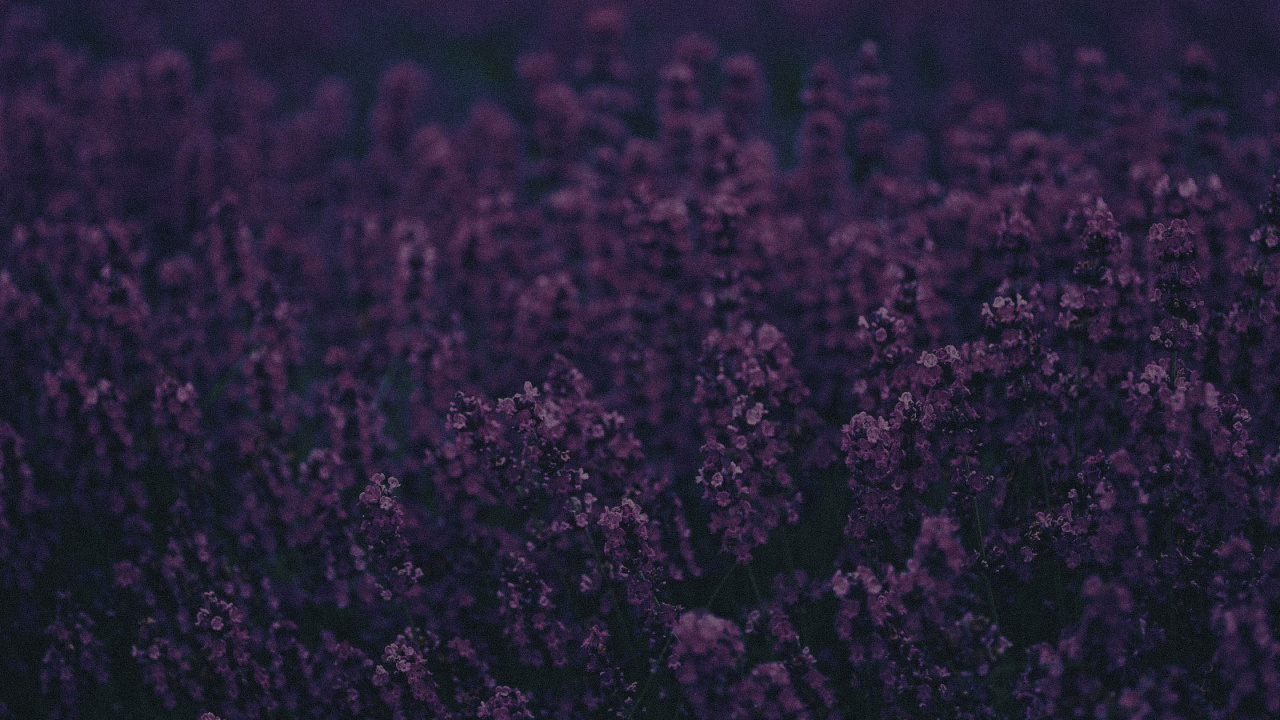 Обои лаванда, Фиолетовый, пурпур, черный, сирень в разрешении 1280x720