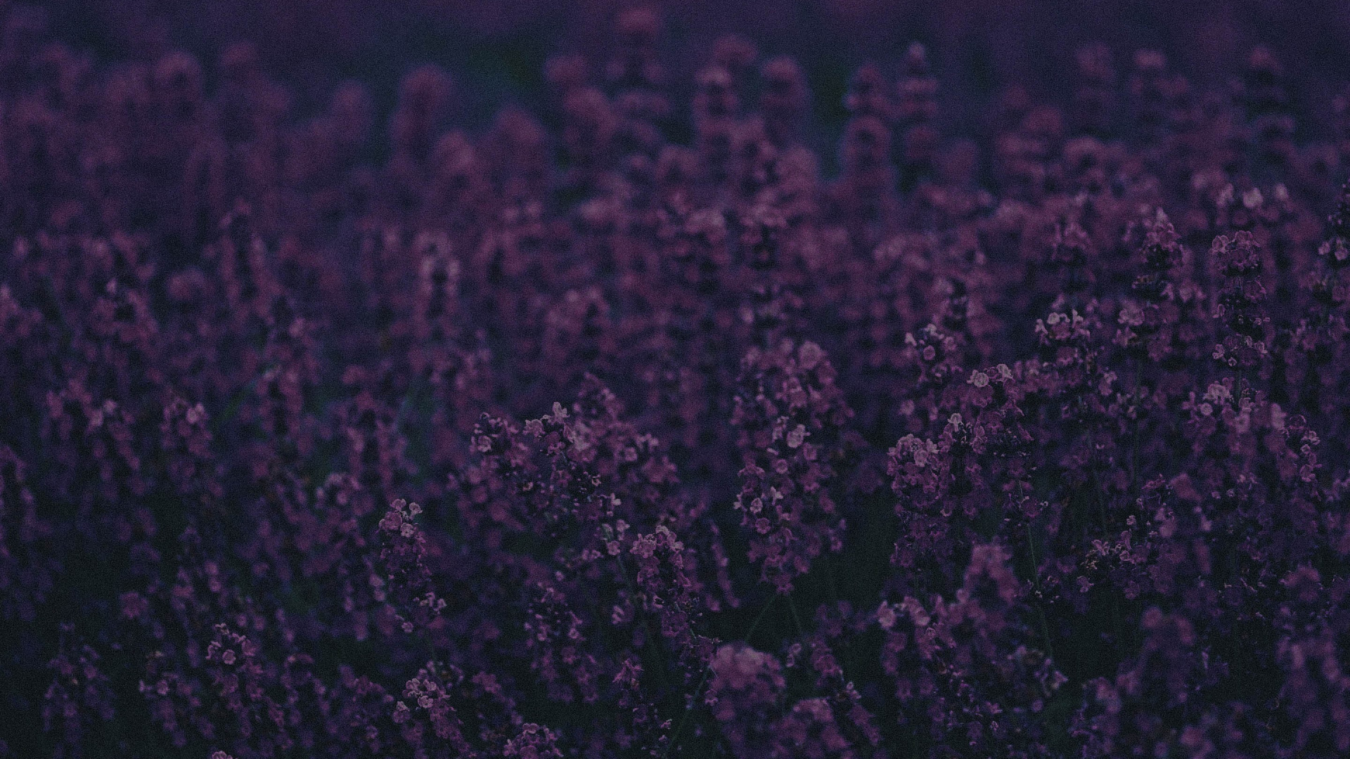 Обои лаванда, Фиолетовый, пурпур, черный, сирень в разрешении 1920x1080