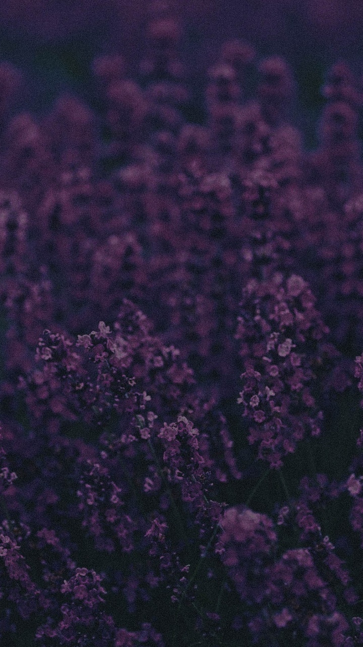 Обои лаванда, Фиолетовый, пурпур, черный, сирень в разрешении 720x1280
