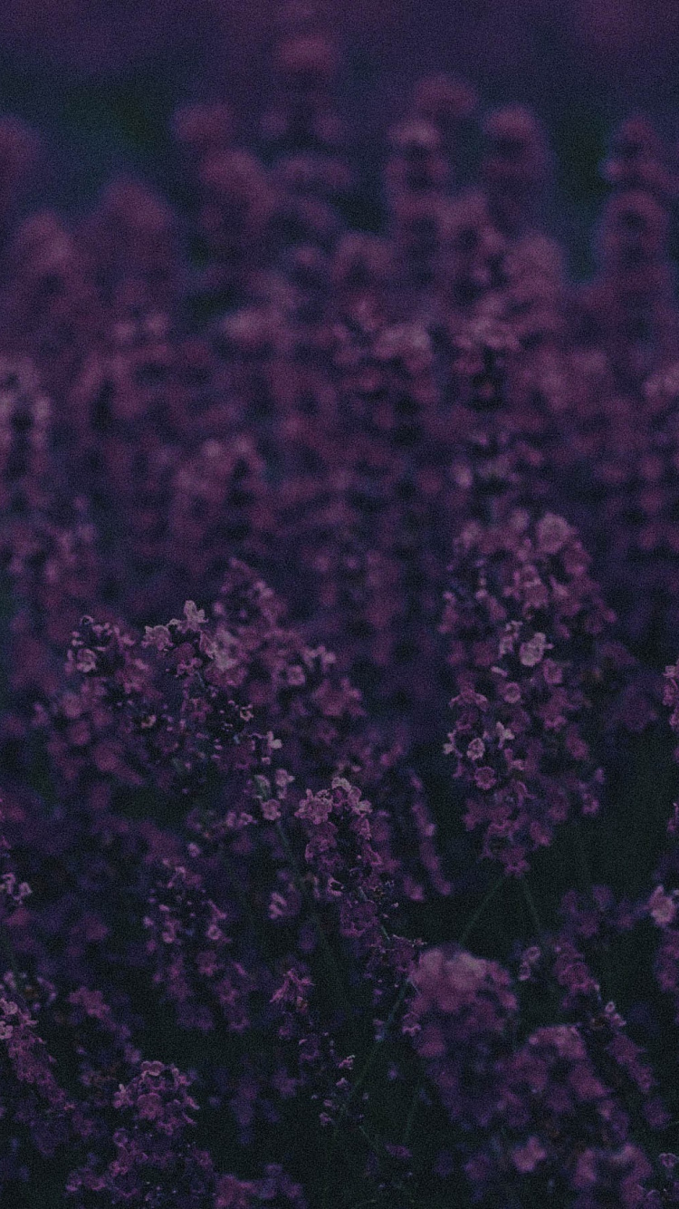 Обои лаванда, Фиолетовый, пурпур, черный, сирень в разрешении 750x1334