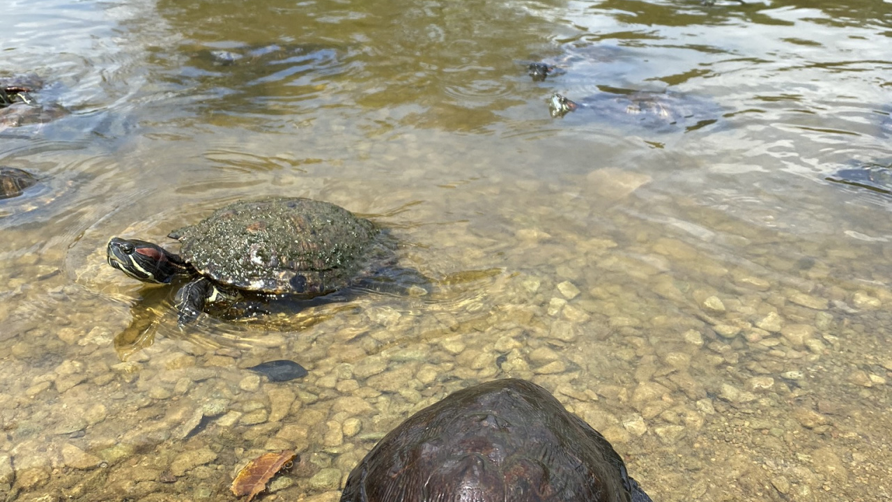 Обои черепаха, каймановая черепаха, пруд черепахи, природа, гидроресурсы в разрешении 1280x720
