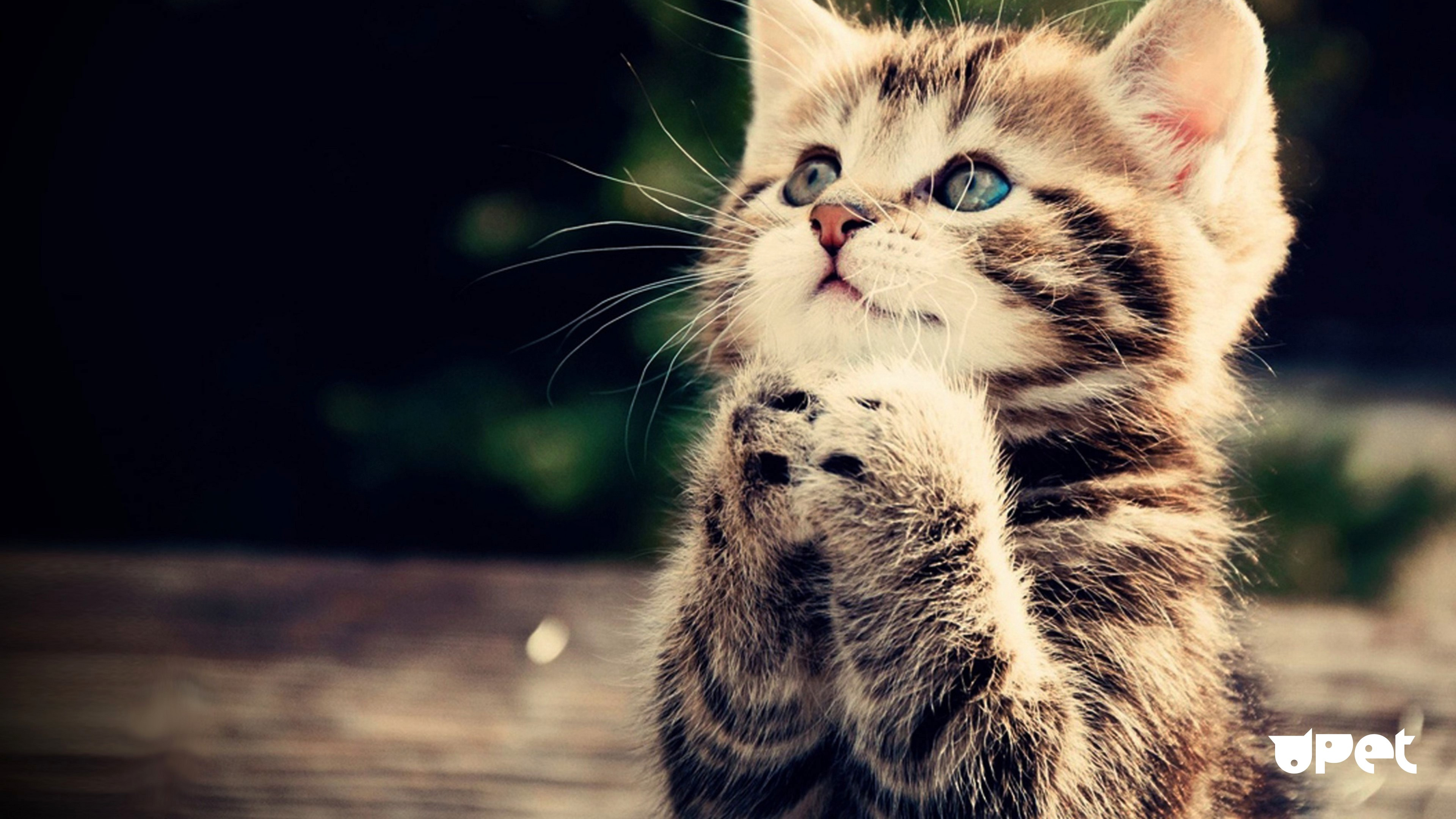 Обои котенок, черная кошка, нос, бакенбарды, кошачьих в разрешении 3840x2160