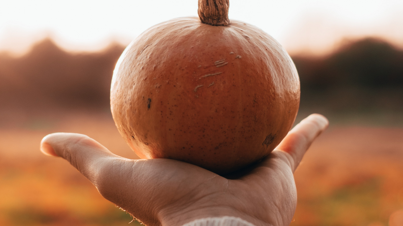 Обои Хэллоуин, человек, держащий тыкву, тыква, кабачок, зимний сквош в разрешении 1366x768