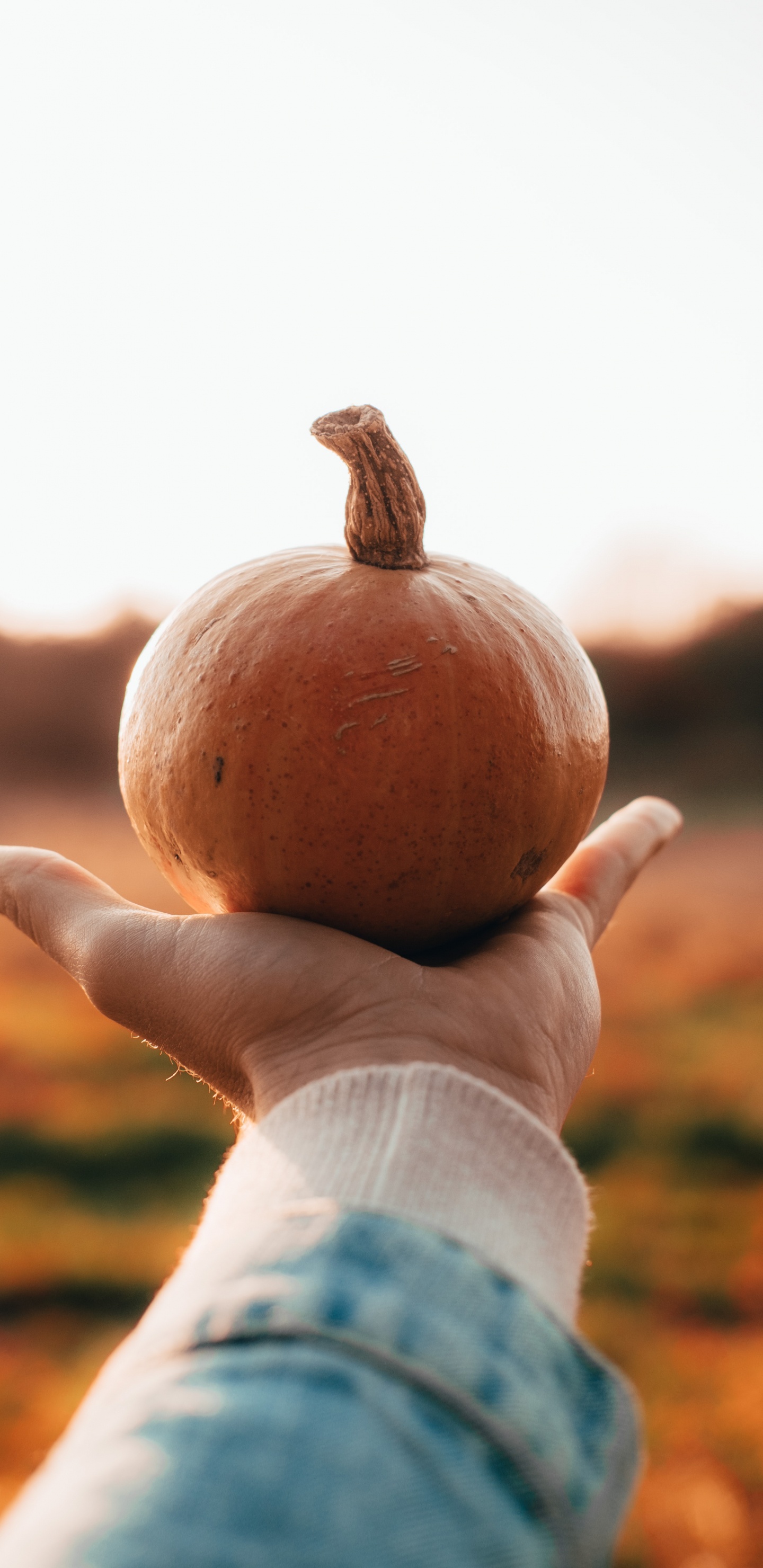 Обои Хэллоуин, человек, держащий тыкву, тыква, кабачок, зимний сквош в разрешении 1440x2960