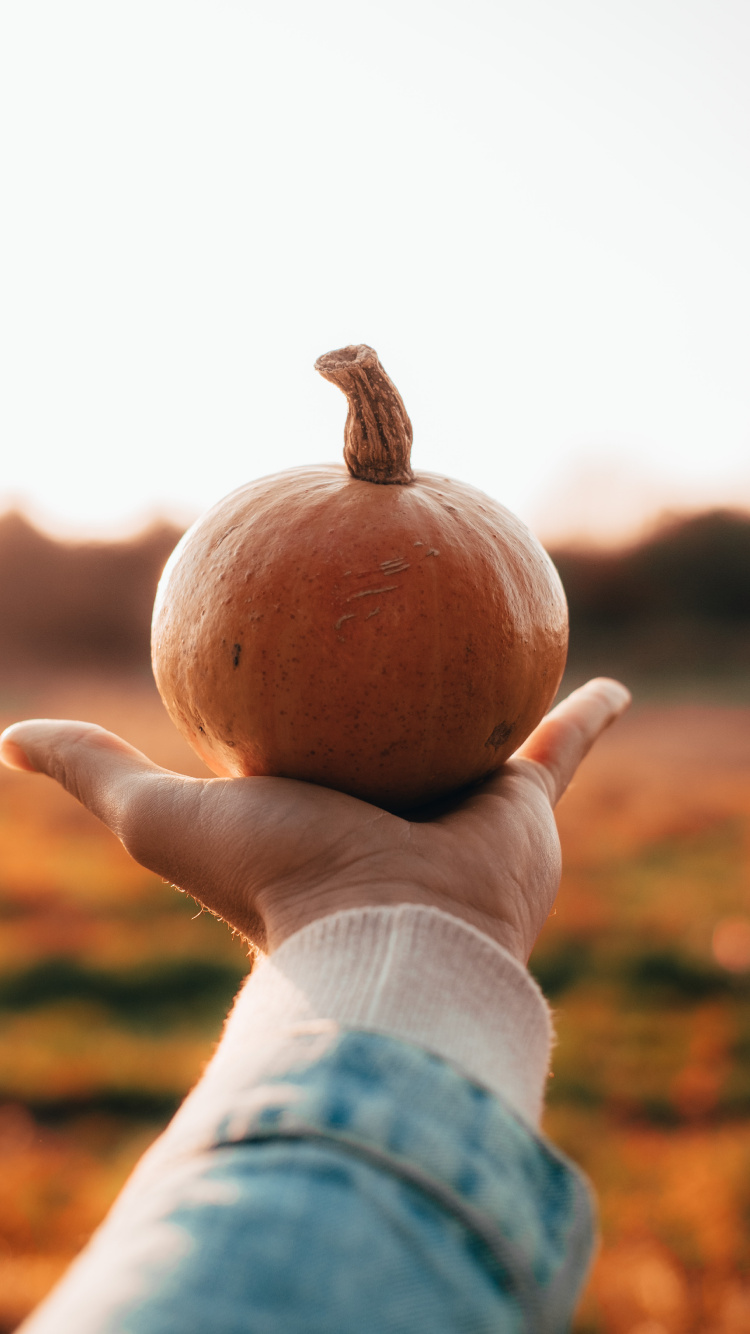 Обои Хэллоуин, человек, держащий тыкву, тыква, кабачок, зимний сквош в разрешении 750x1334