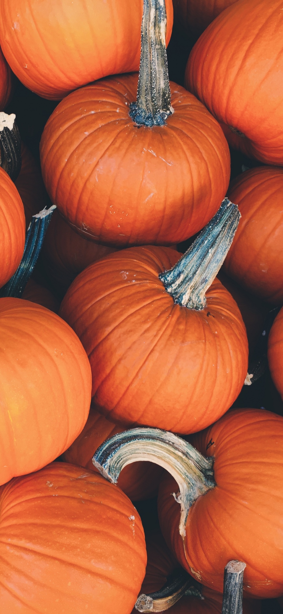 Обои тыква, овощ, природные продукты, зимний сквош, калебас в разрешении 1125x2436