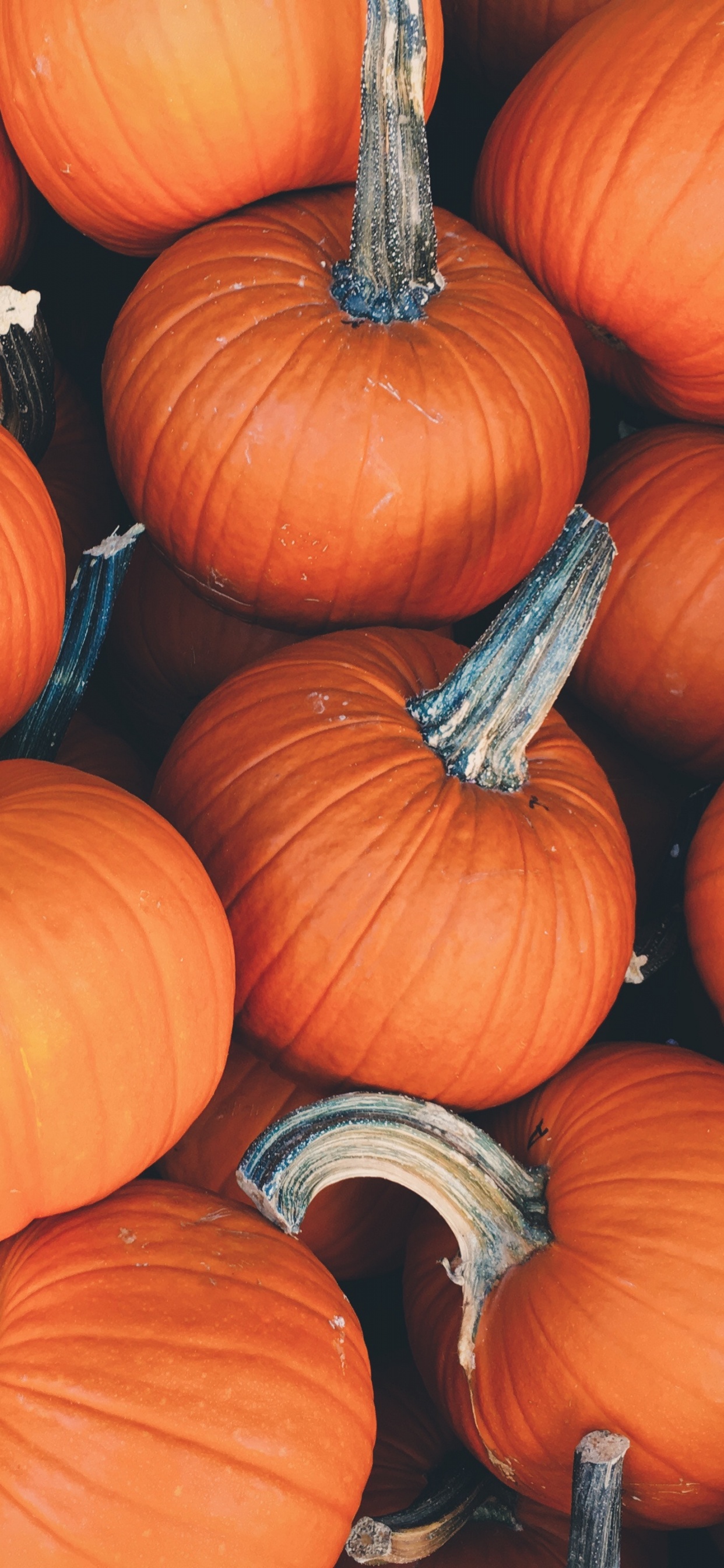 Обои тыква, овощ, природные продукты, зимний сквош, калебас в разрешении 1242x2688