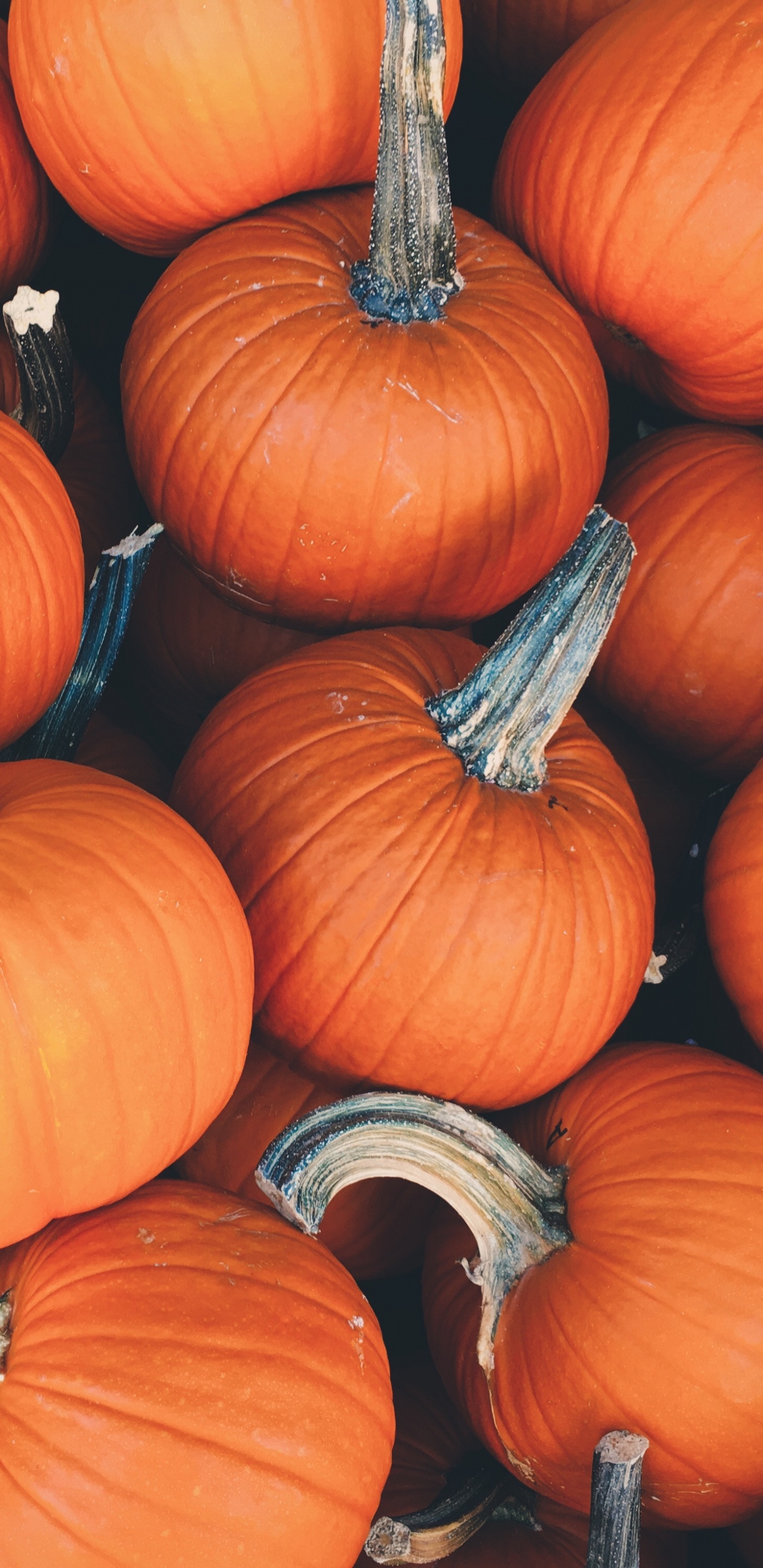 Обои тыква, овощ, природные продукты, зимний сквош, калебас в разрешении 1440x2960