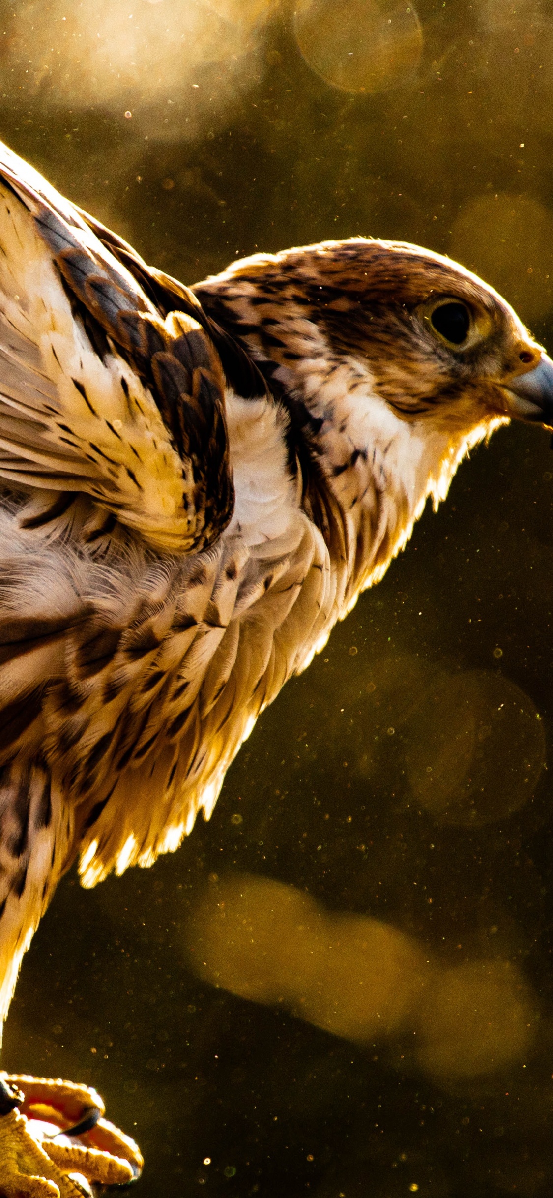 Обои Сокол, хищная птица, ястреб, Орел, птица в разрешении 1125x2436