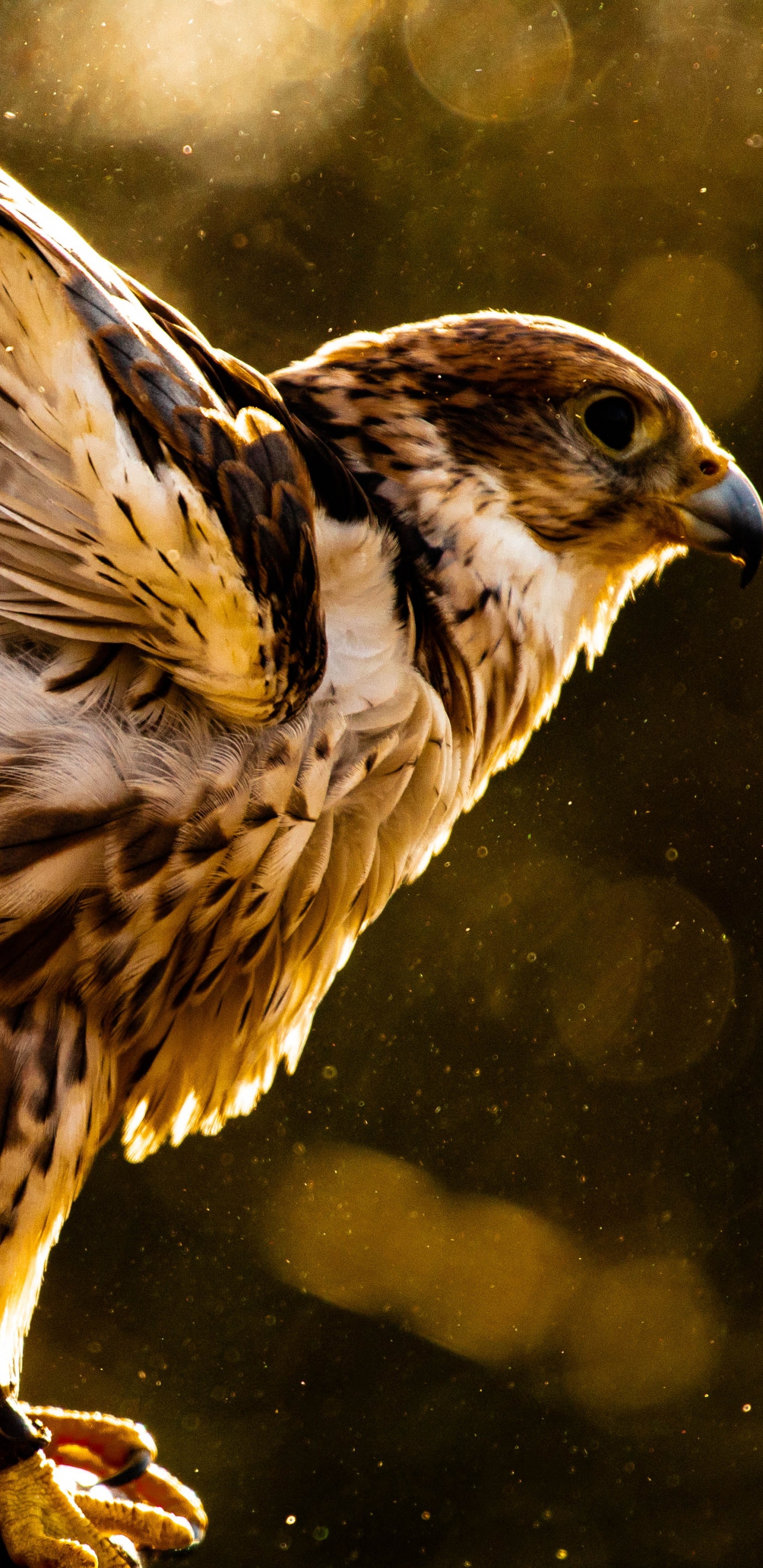 Обои Сокол, хищная птица, ястреб, Орел, птица в разрешении 1440x2960