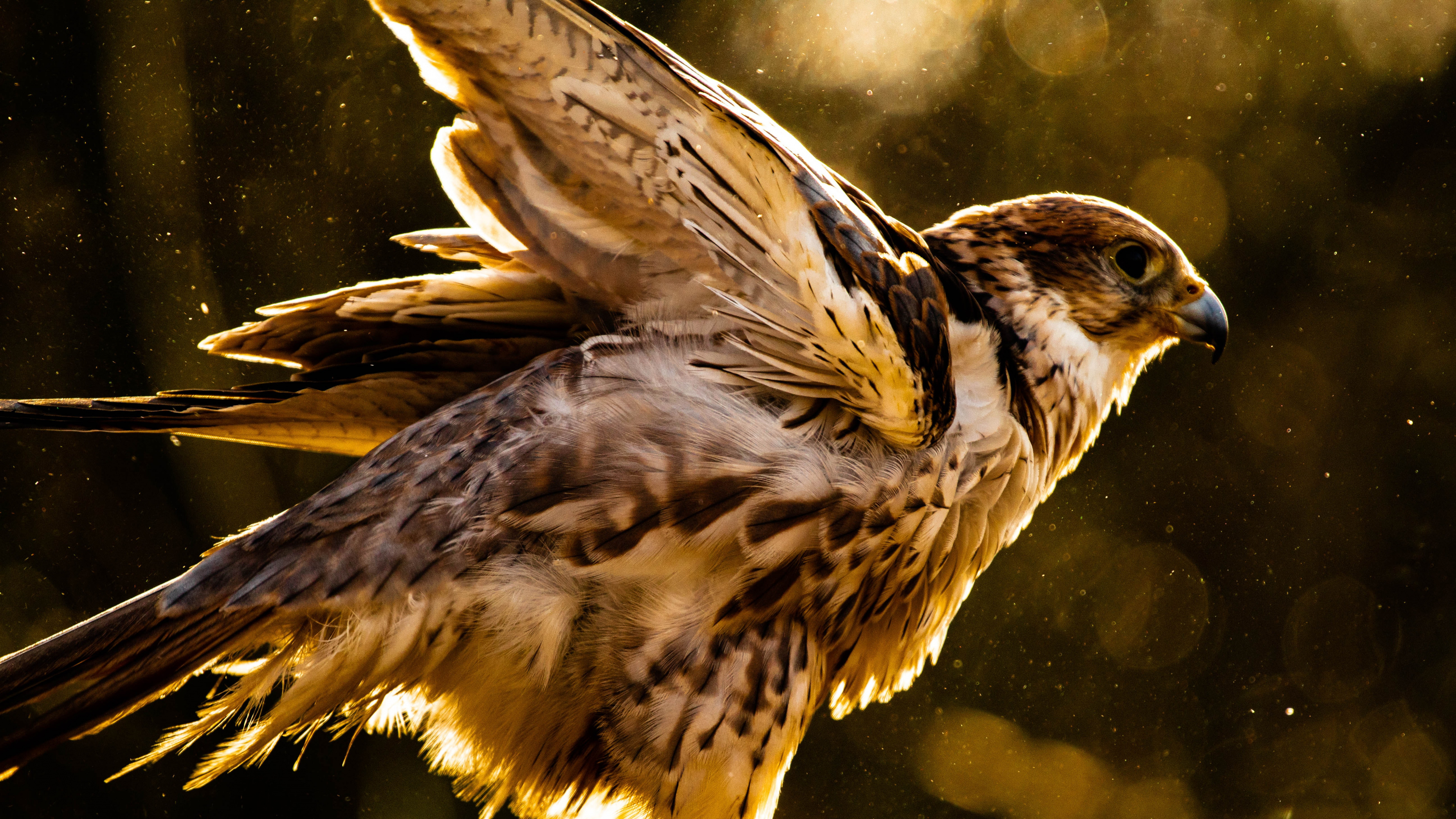 Обои Сокол, хищная птица, ястреб, Орел, птица в разрешении 3840x2160