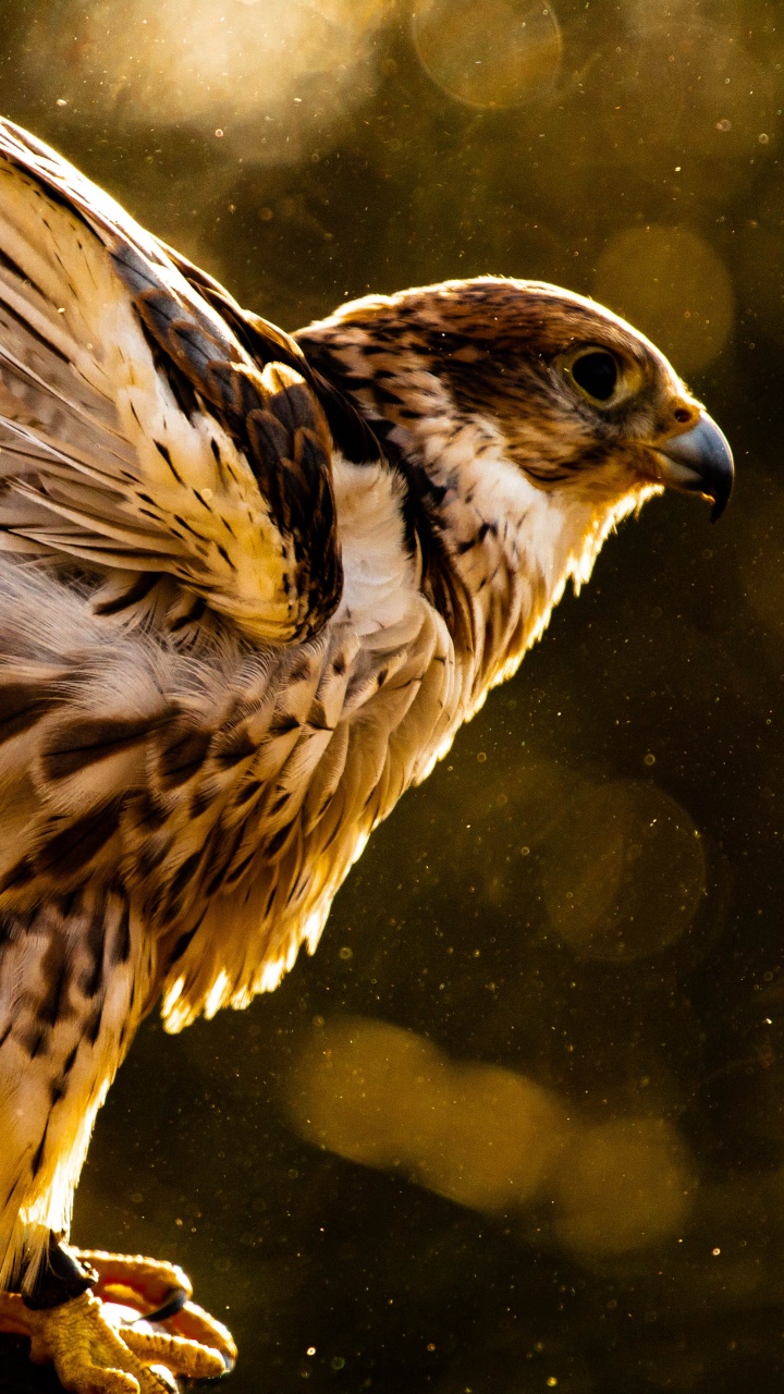 Обои Сокол, хищная птица, ястреб, Орел, птица в разрешении 720x1280