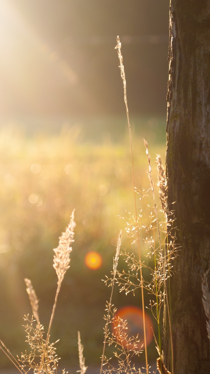 Обои солнечный свет, солнце, свет, утро, весна в разрешении 720x1280
