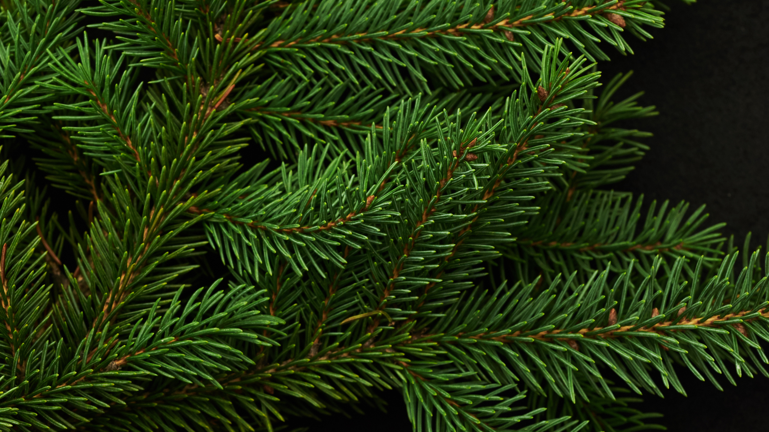 Обои ель, дерево, Кегель ели, Пихта бальзамическая, Желтый РПИ в разрешении 2560x1440