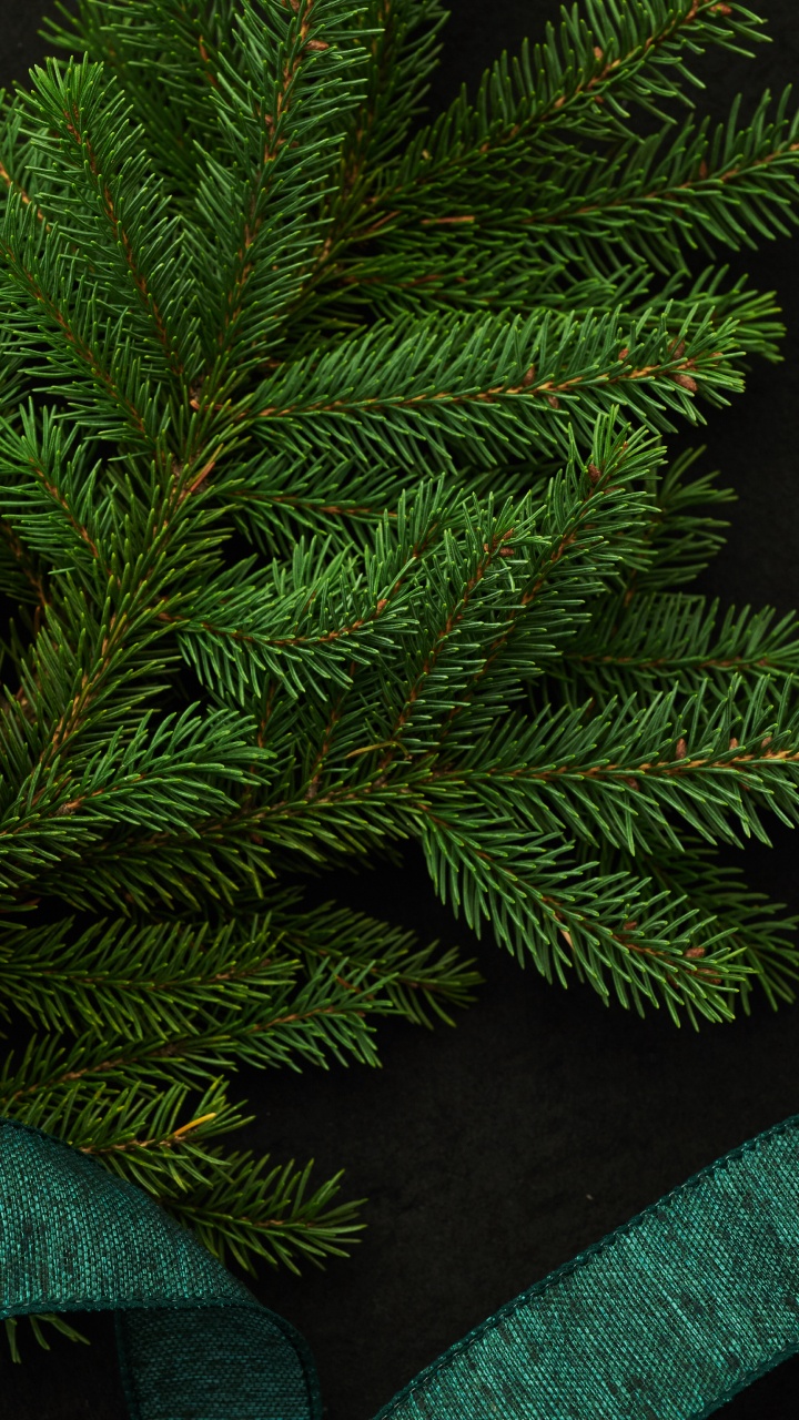 Обои ель, дерево, Кегель ели, Пихта бальзамическая, Желтый РПИ в разрешении 720x1280