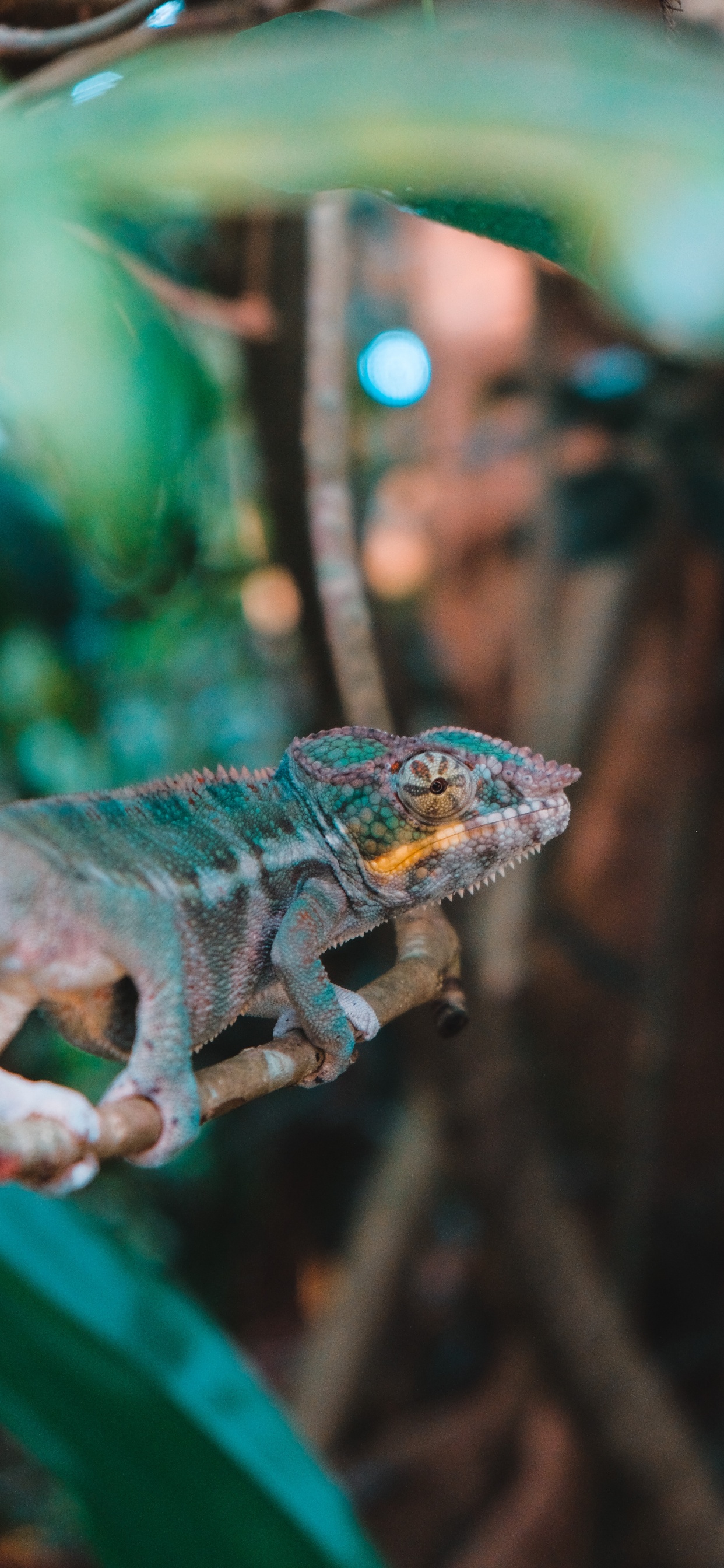 Обои iguania, зеленый, ящерица, хамелеоны, Хамелеон в разрешении 1242x2688