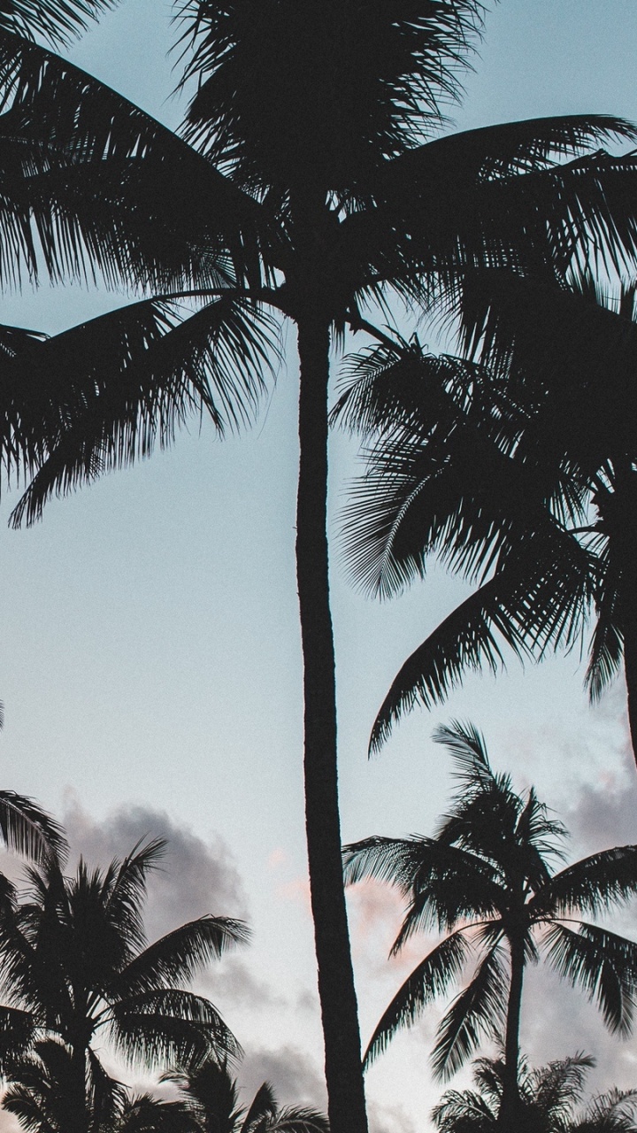 Обои пальмовые рощи, дерево, Пальма, attalea специоза, древесные растения в разрешении 720x1280