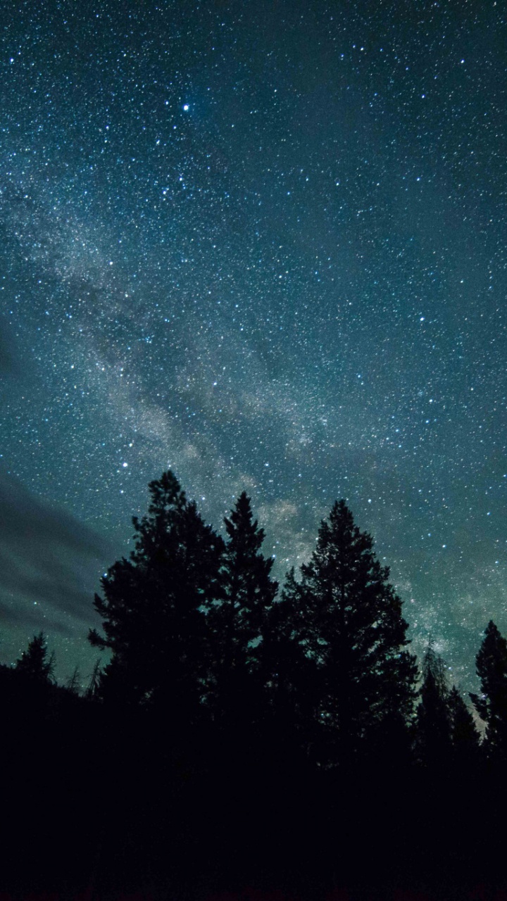 Обои природа, ночь, атмосфера, дерево, темнота в разрешении 720x1280