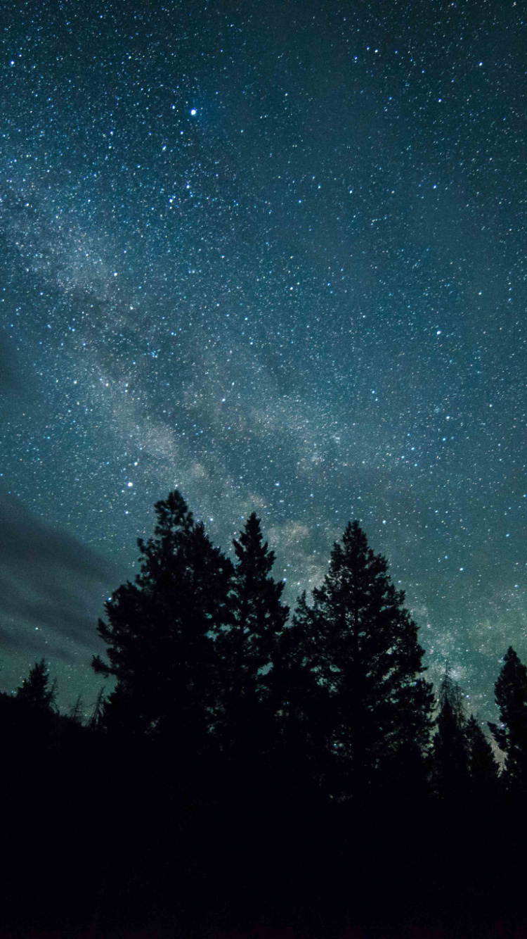 Обои природа, ночь, атмосфера, дерево, темнота в разрешении 750x1334