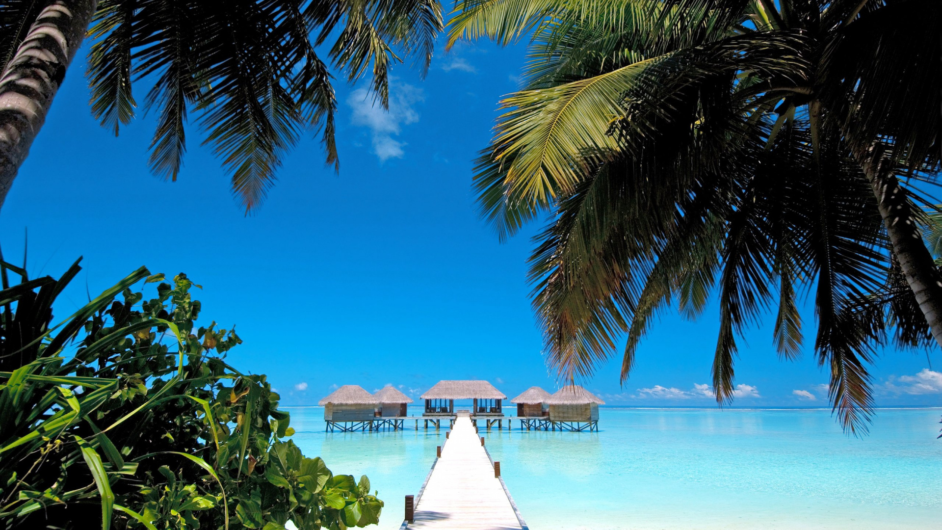 Обои Мальдивские Острова Конрад Рангали, рангали, пляж, дерево, тропическая зона в разрешении 1920x1080