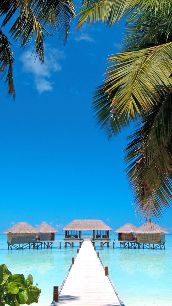 Обои Мальдивские Острова Конрад Рангали, рангали, пляж, дерево, тропическая зона в разрешении 720x1280