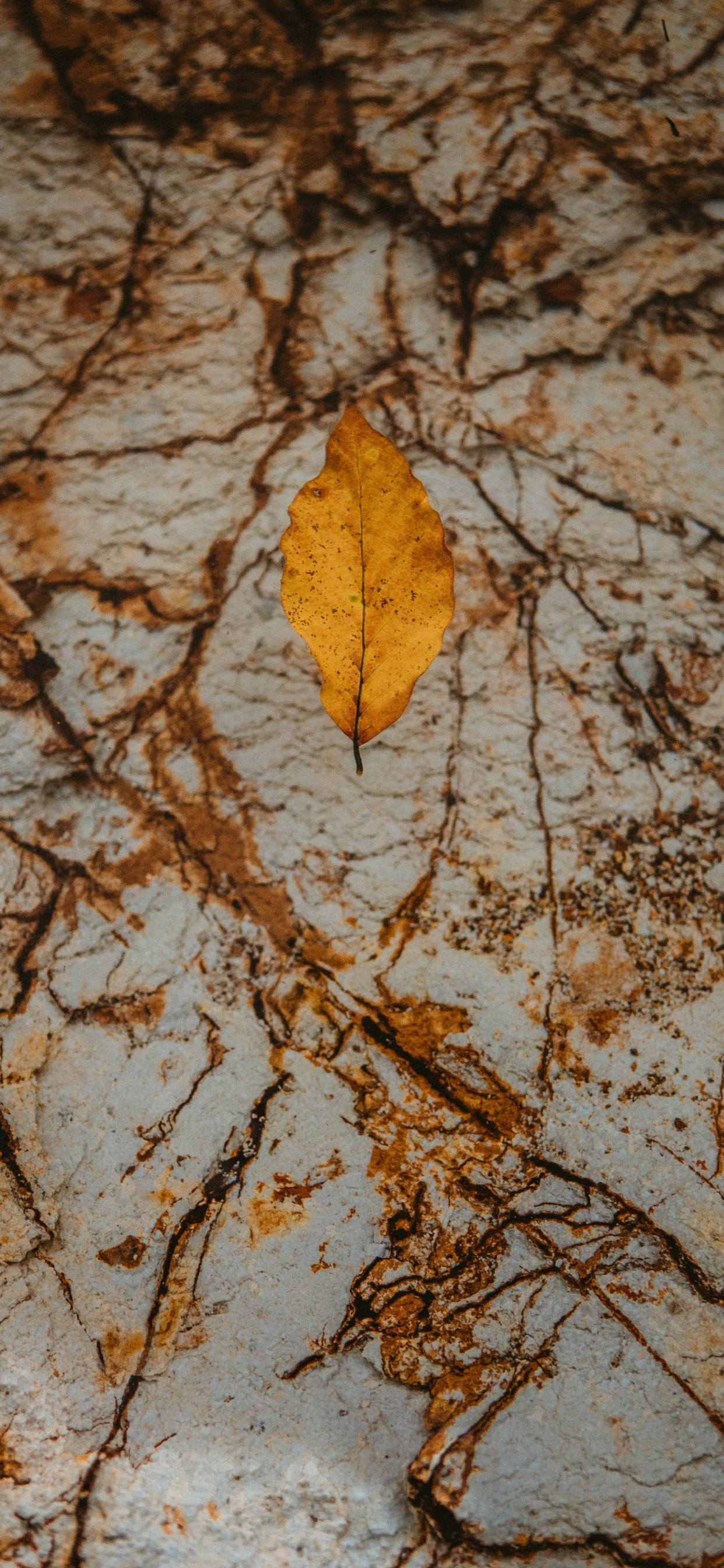 Обои лист, прут, дерево, коричневый цвет, Апельсин в разрешении 1242x2688