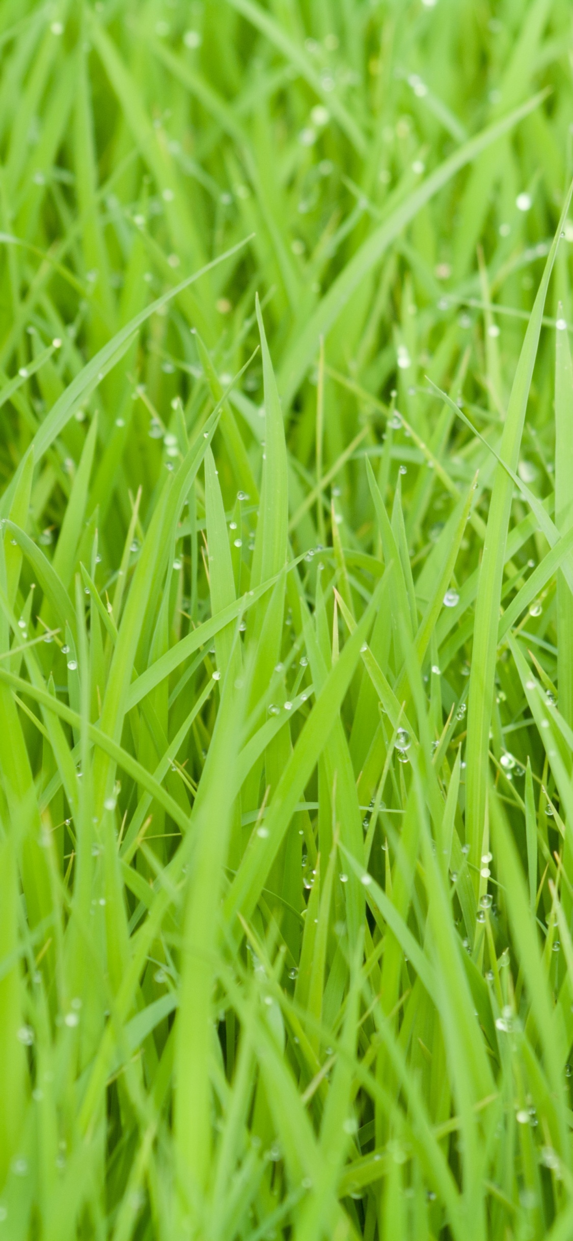 Обои зеленый, растение, семейство травы, пырей, газон в разрешении 1125x2436