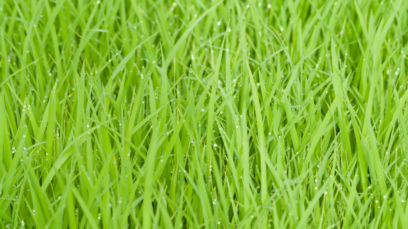Обои зеленый, растение, семейство травы, пырей, газон в разрешении 1366x768