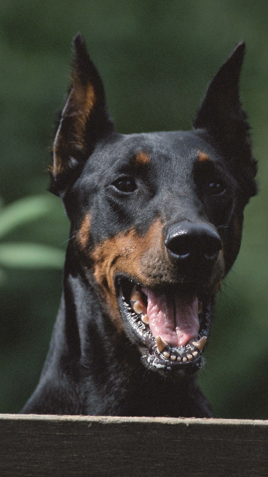 Обои доберман, Сторожевая собака, порода, собака породы, щенок в разрешении 1080x1920