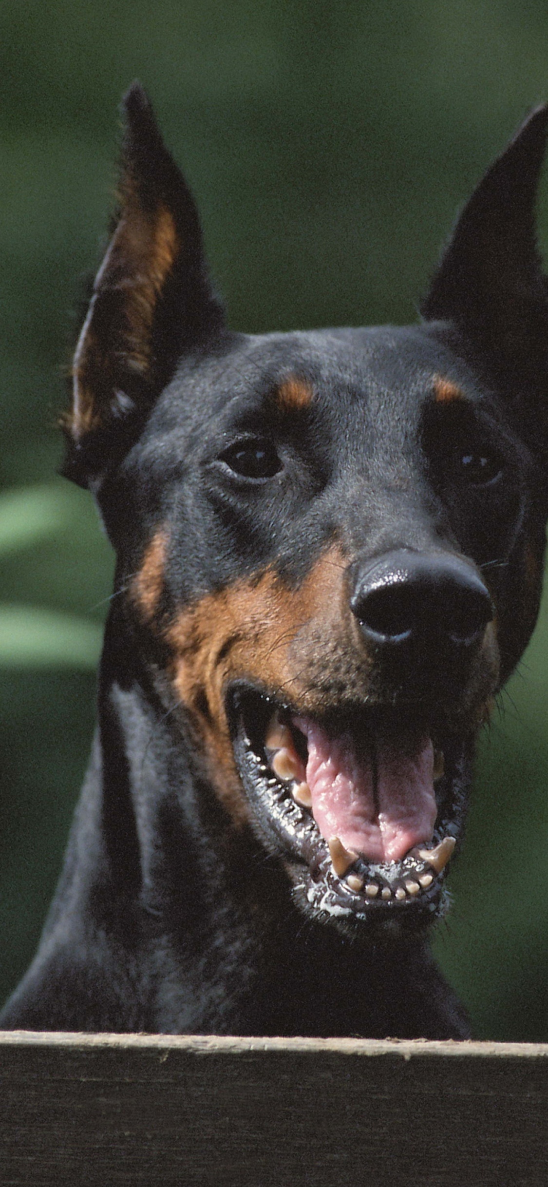 Обои доберман, Сторожевая собака, порода, собака породы, щенок в разрешении 1125x2436