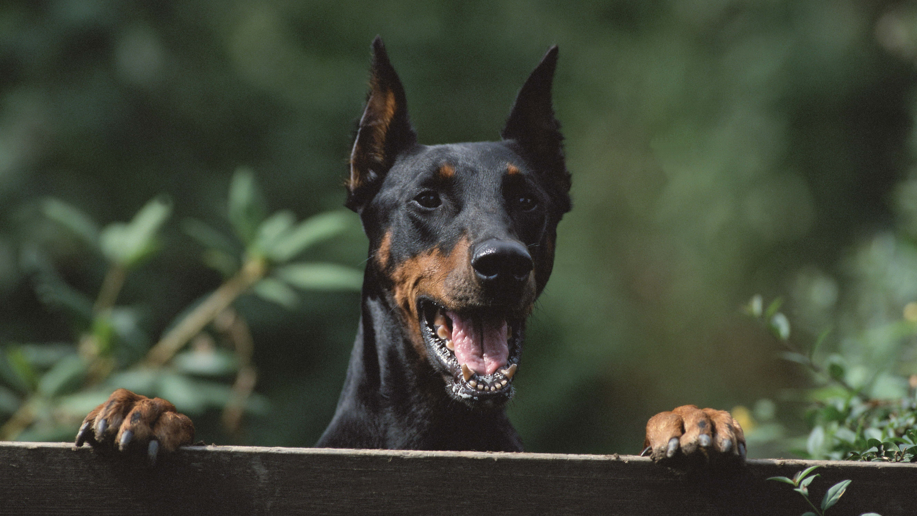 Обои доберман, Сторожевая собака, порода, собака породы, щенок в разрешении 3840x2160