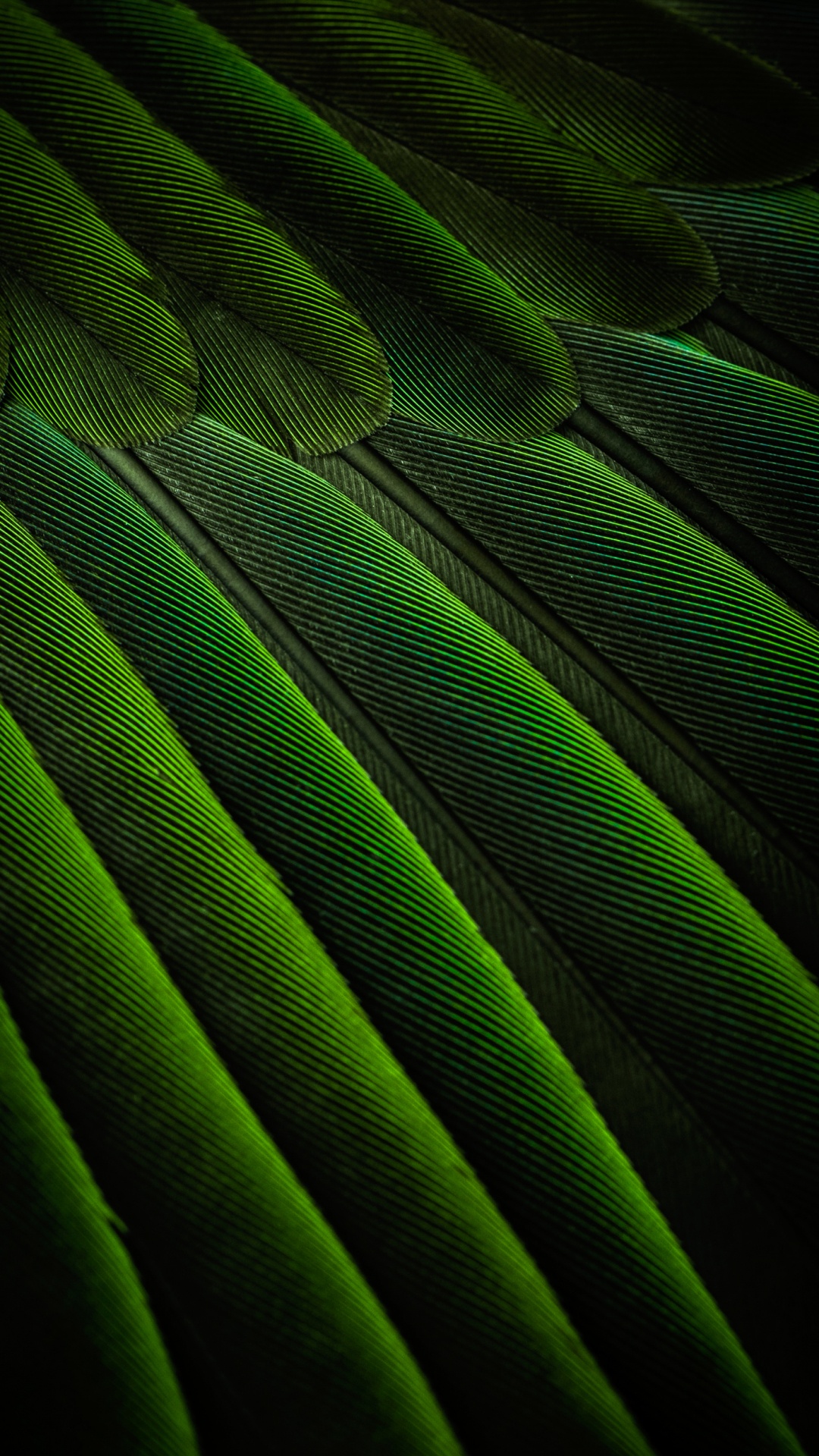 Обои прямоугольник, наземное растение, материальное свойство, полутона и оттенки, пурпурный цвет в разрешении 1080x1920