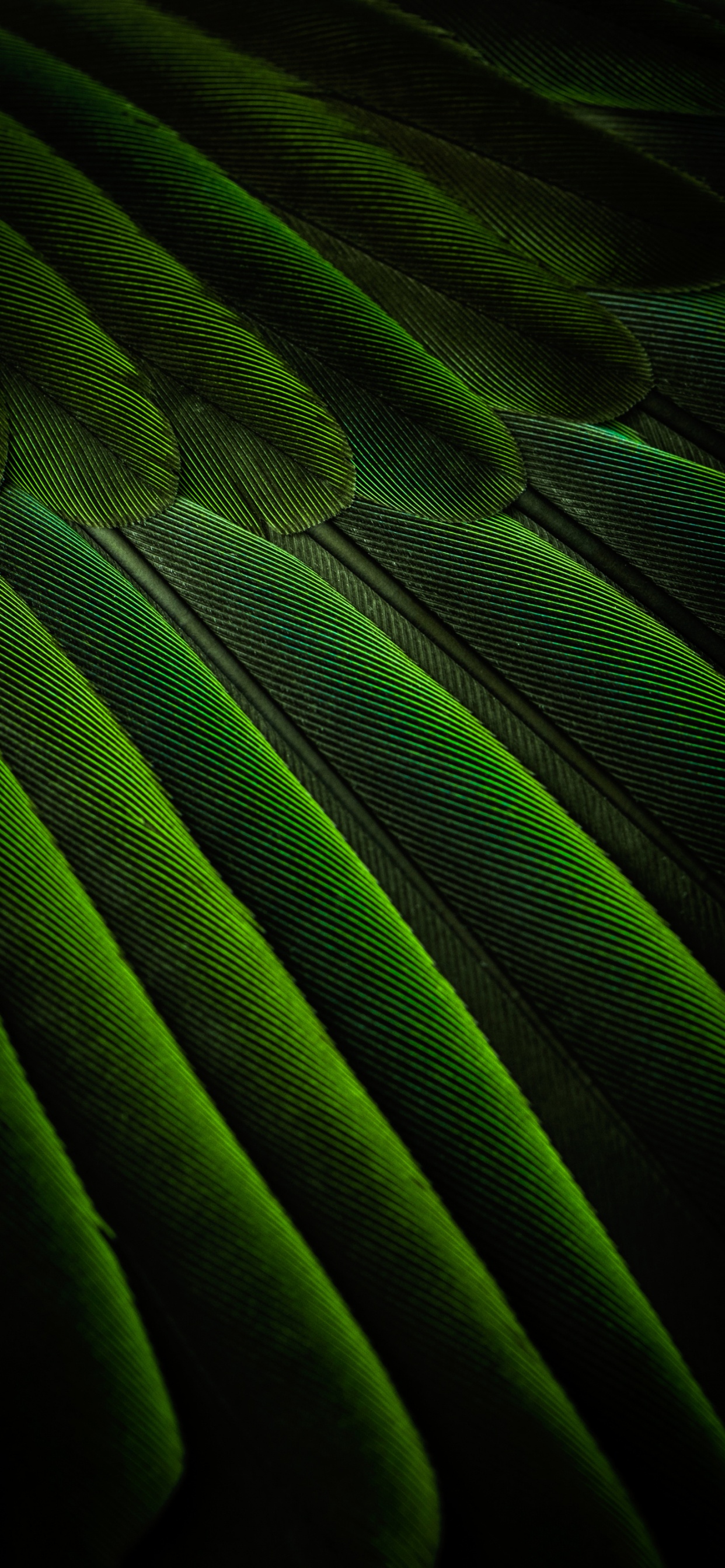 Обои прямоугольник, наземное растение, материальное свойство, полутона и оттенки, пурпурный цвет в разрешении 1242x2688