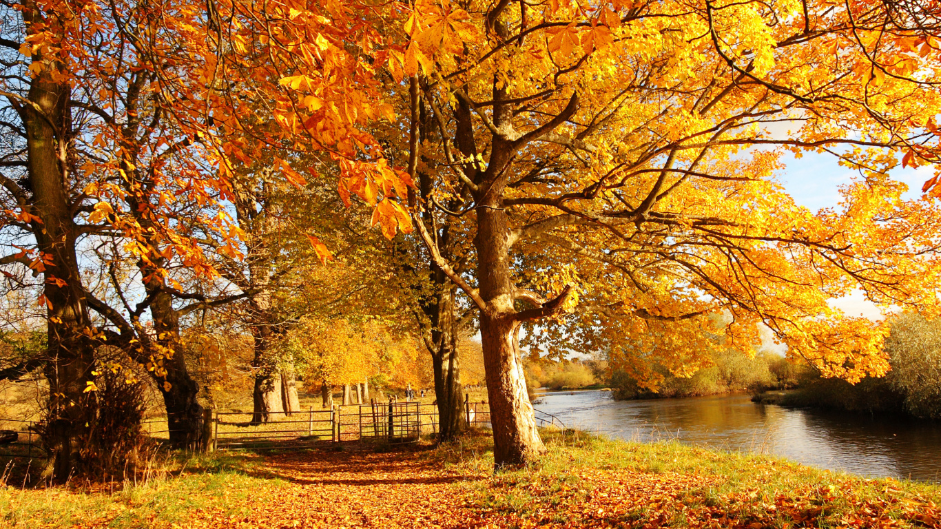 Обои осень, дерево, природа, лист, листопадные в разрешении 1366x768