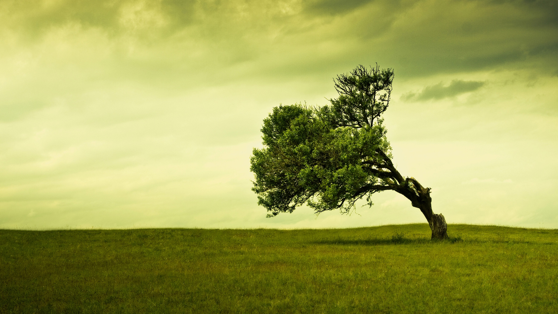Обои дерево, зеленый, природа, сенокосное угодье, поле в разрешении 1920x1080