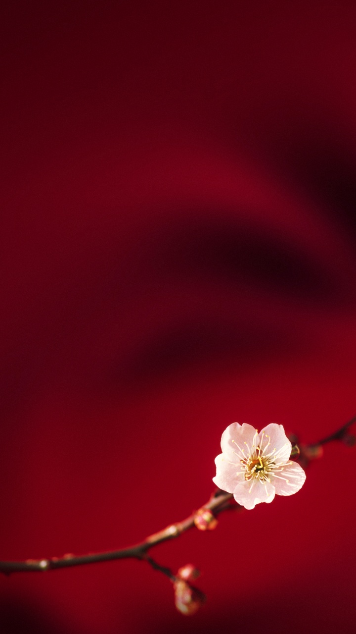 Обои OPPO, Oppo R15, Оппо Ф7, смартфон, андроид в разрешении 720x1280