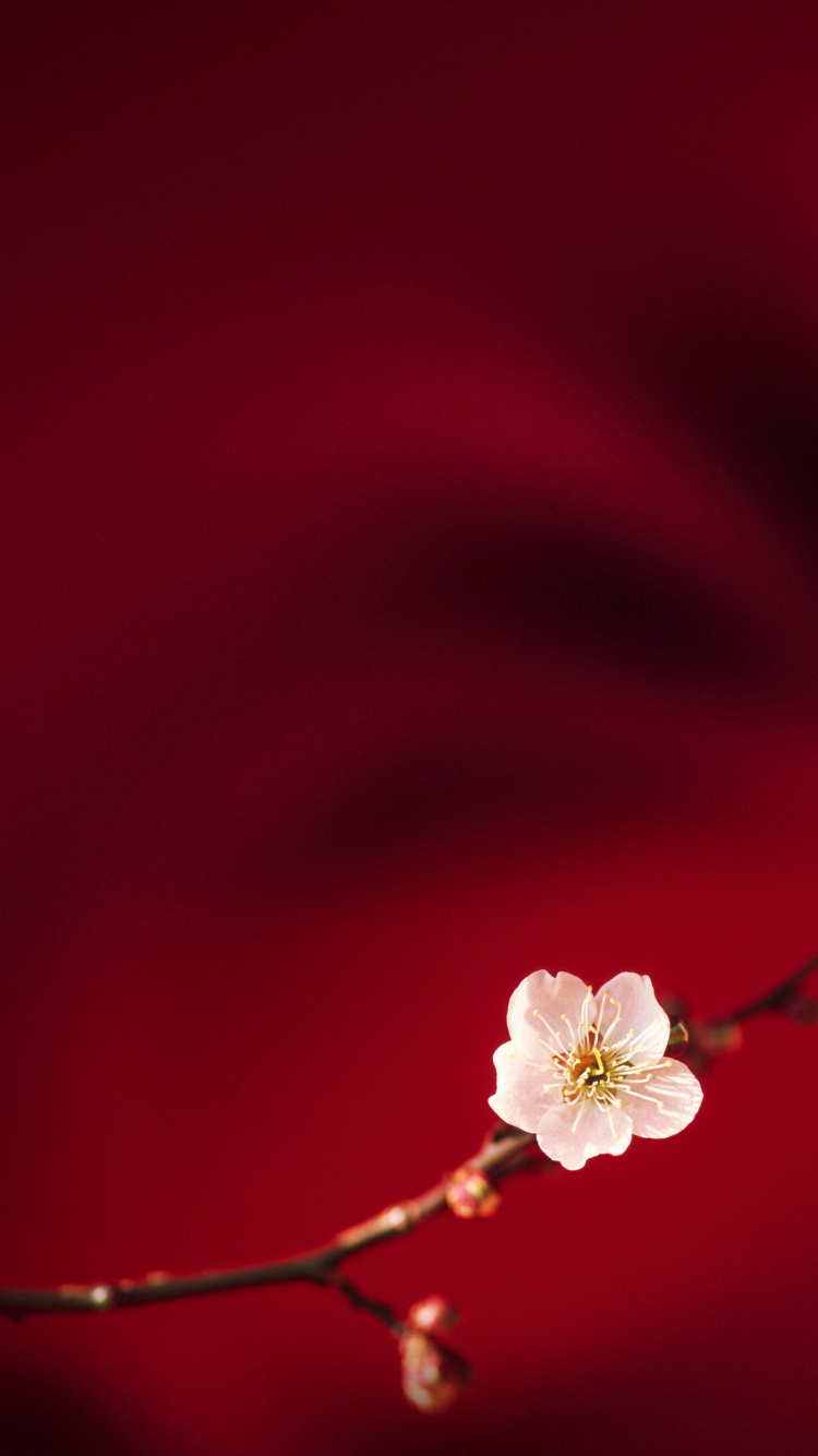 Обои OPPO, Oppo R15, Оппо Ф7, смартфон, андроид в разрешении 750x1334