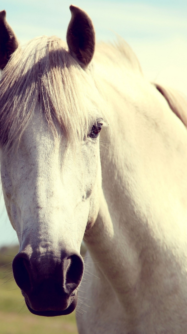 Обои жеребец, грива, конь, Мустанг лошадь, морда в разрешении 750x1334