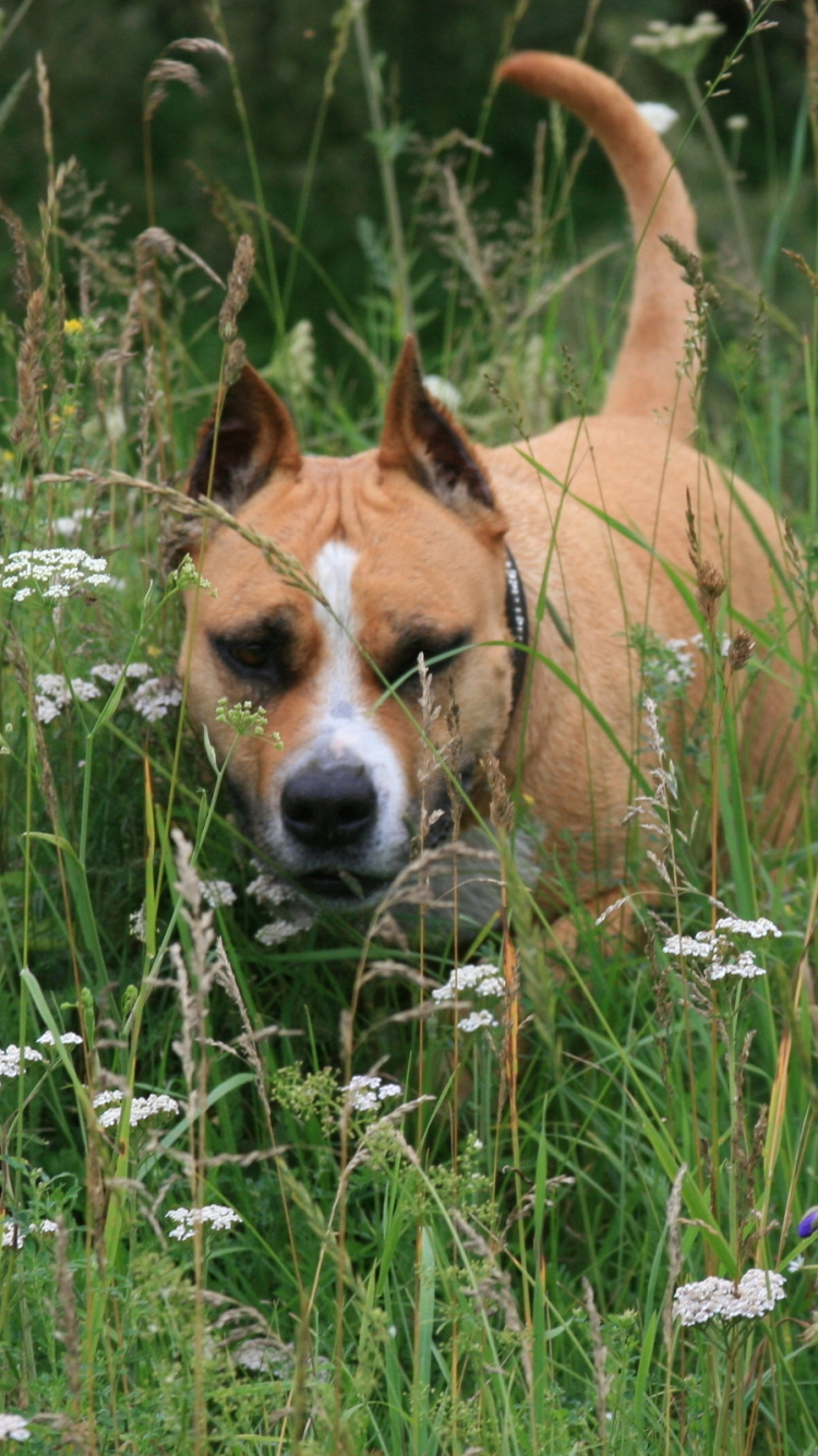 Обои стаффордширский бультерьер, американский питбультерьер, американский стаффордширский терьер, щенок, собака породы в разрешении 750x1334