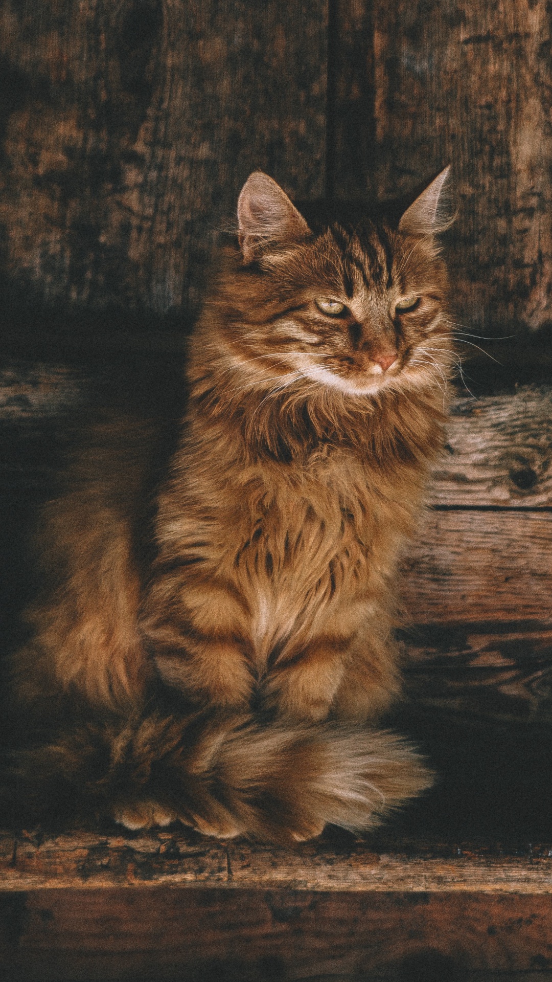 Обои персидская кошка, полосатый кот, калико кошка, кот, кошачьих в разрешении 1080x1920