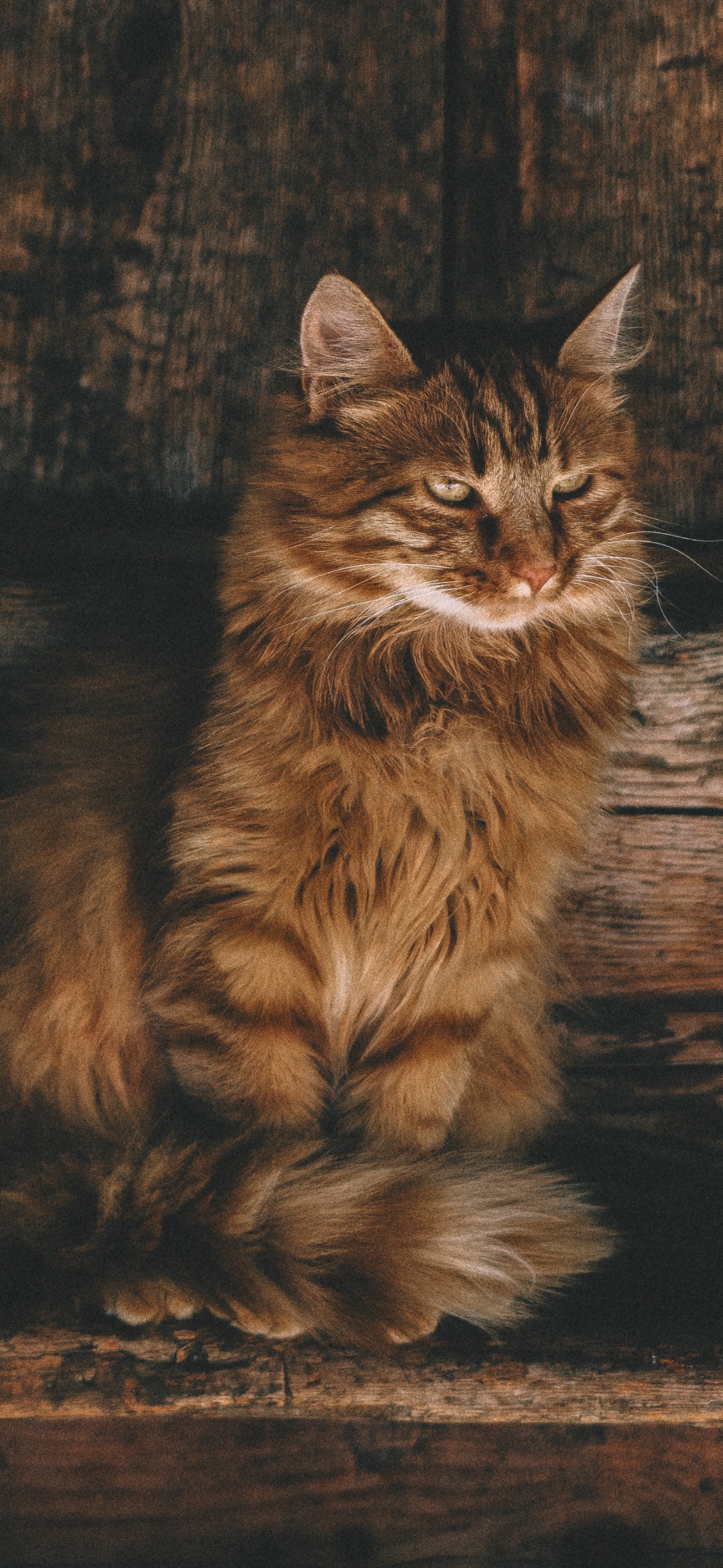 Обои персидская кошка, полосатый кот, калико кошка, кот, кошачьих в разрешении 1125x2436