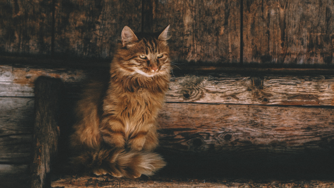 Обои персидская кошка, полосатый кот, калико кошка, кот, кошачьих в разрешении 1366x768