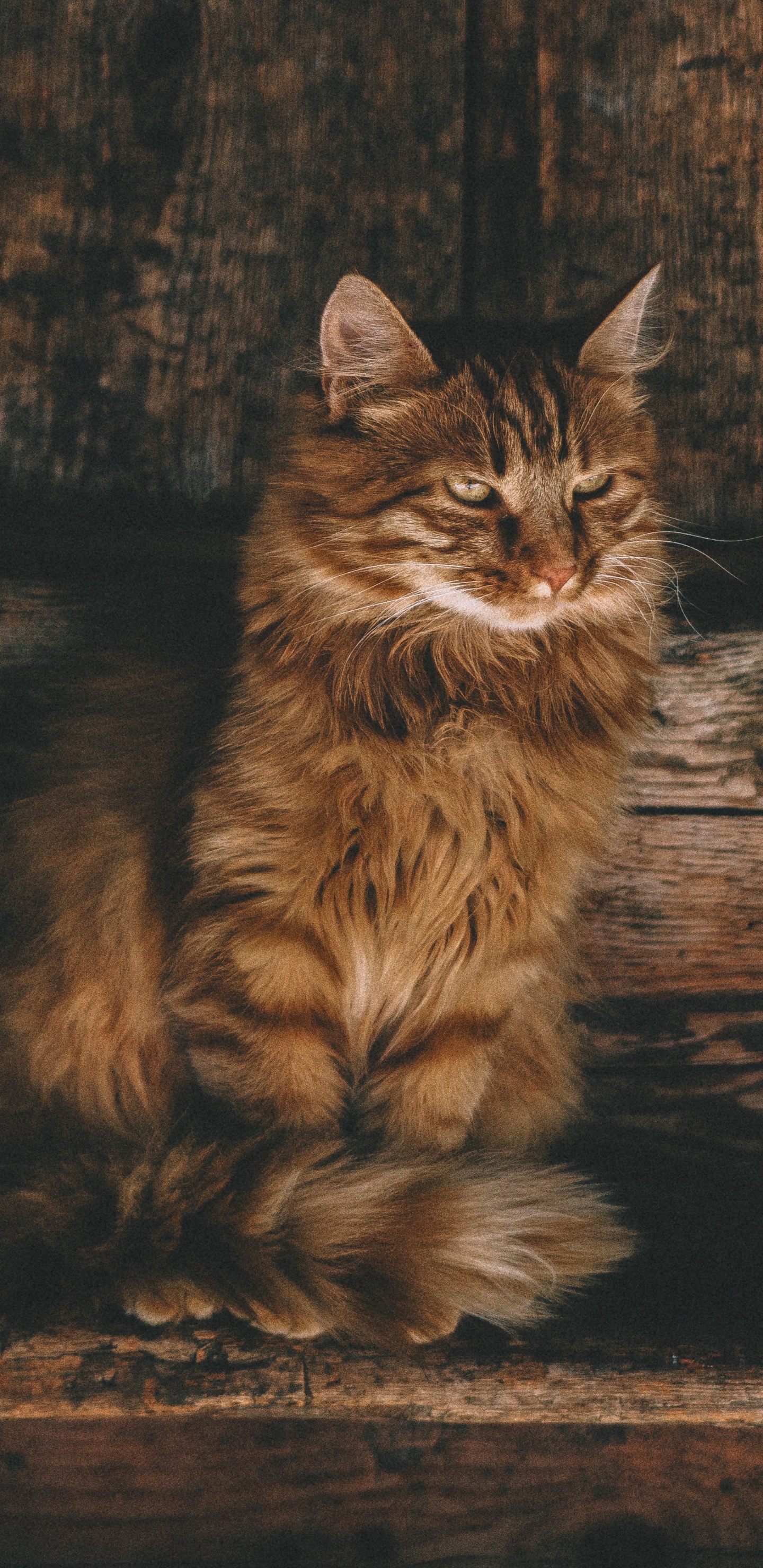 Обои персидская кошка, полосатый кот, калико кошка, кот, кошачьих в разрешении 1440x2960