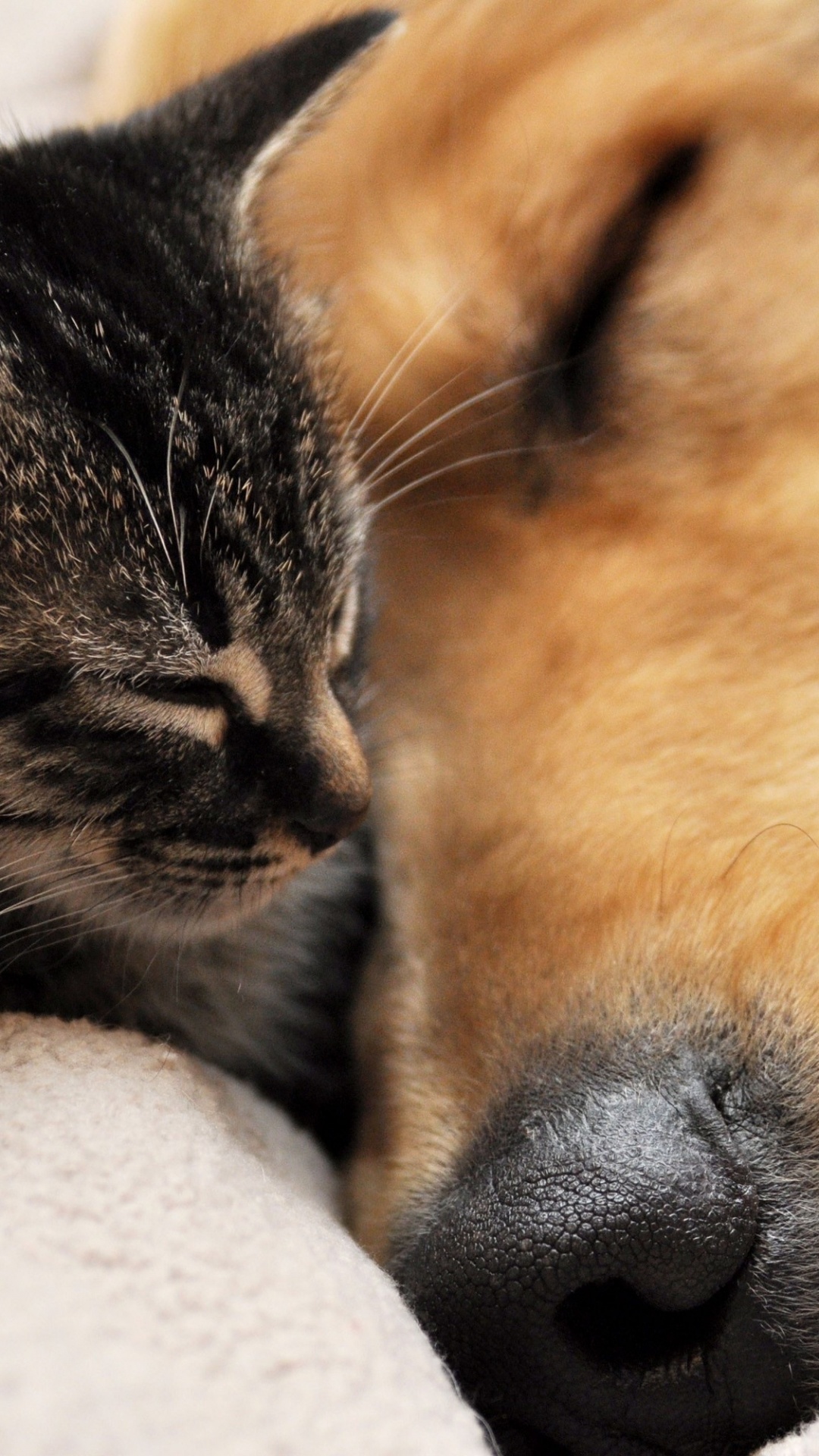 Обои кот, Кошки Собаки, бакенбарды, морда, нос в разрешении 1080x1920