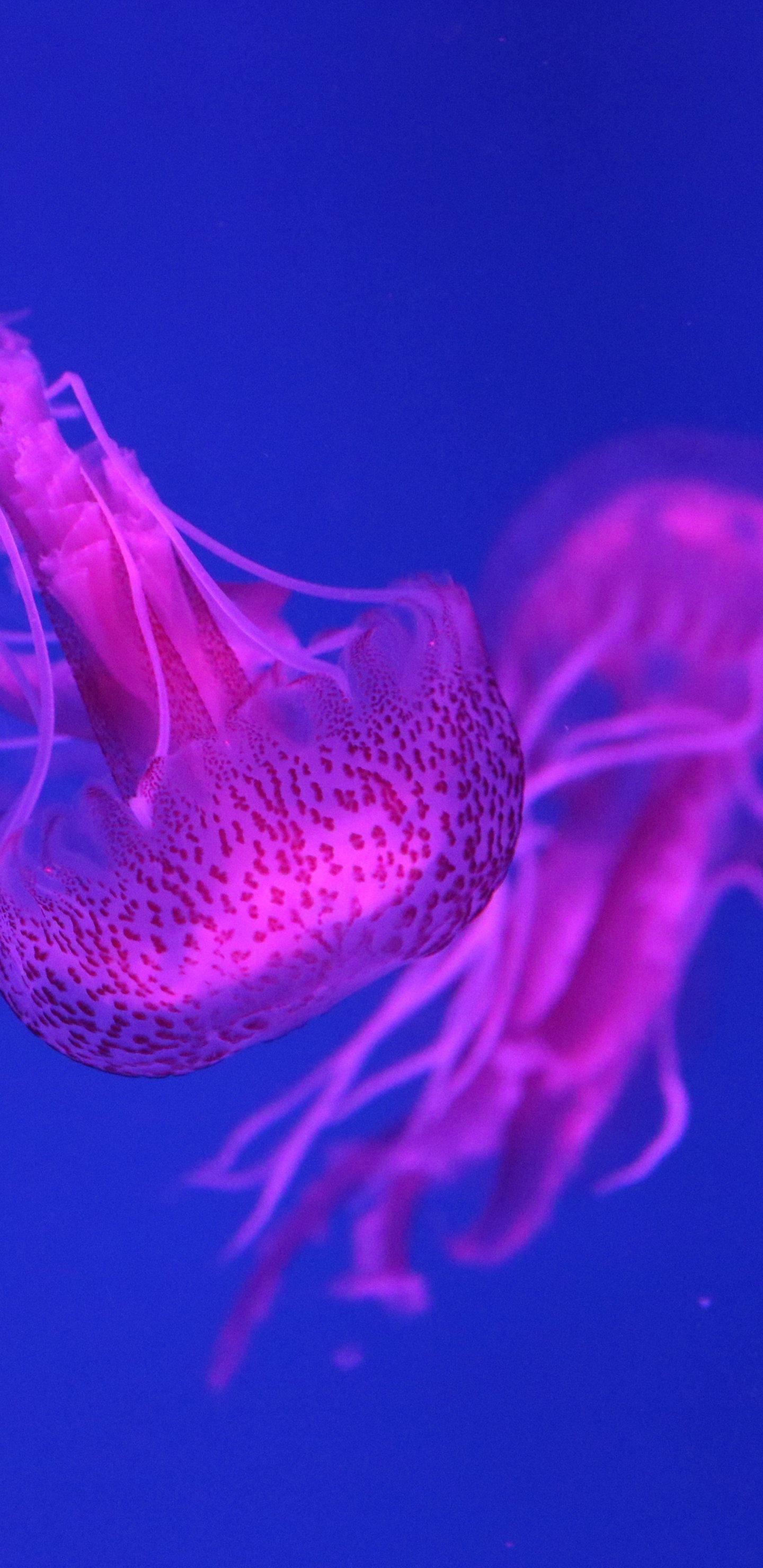 Обои Медуза, cnidaria, морские беспозвоночные, пурпур, розовый в разрешении 1440x2960