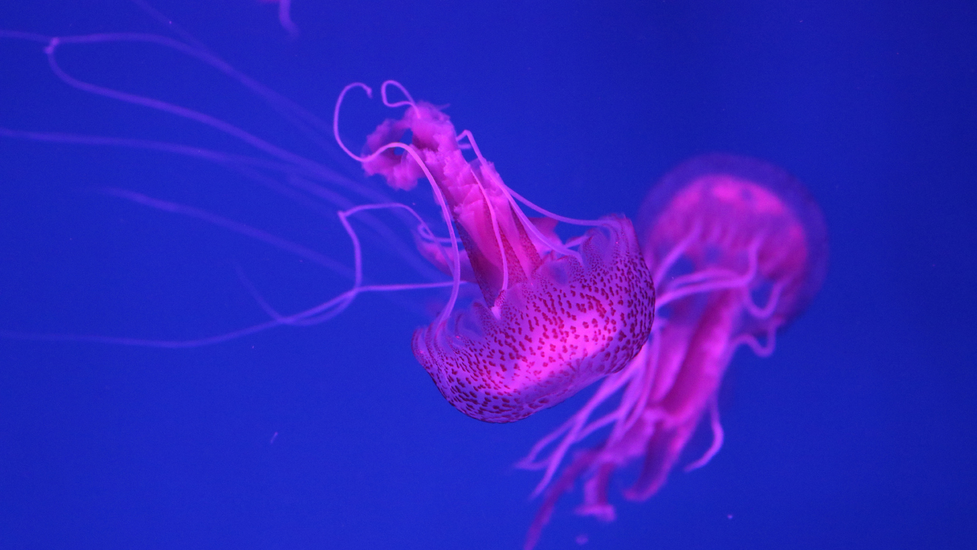 Обои Медуза, cnidaria, морские беспозвоночные, пурпур, розовый в разрешении 1920x1080